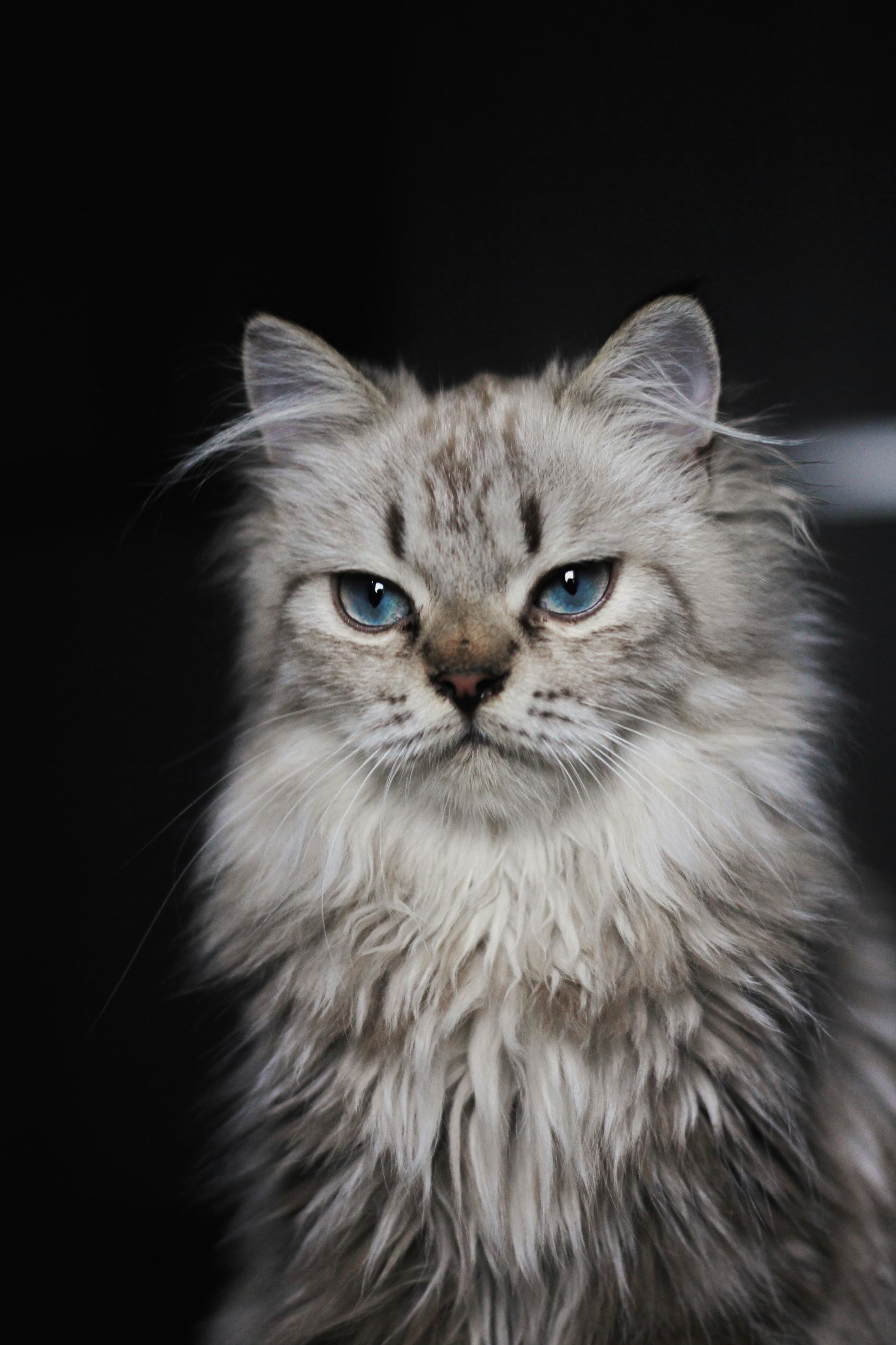 Catestant