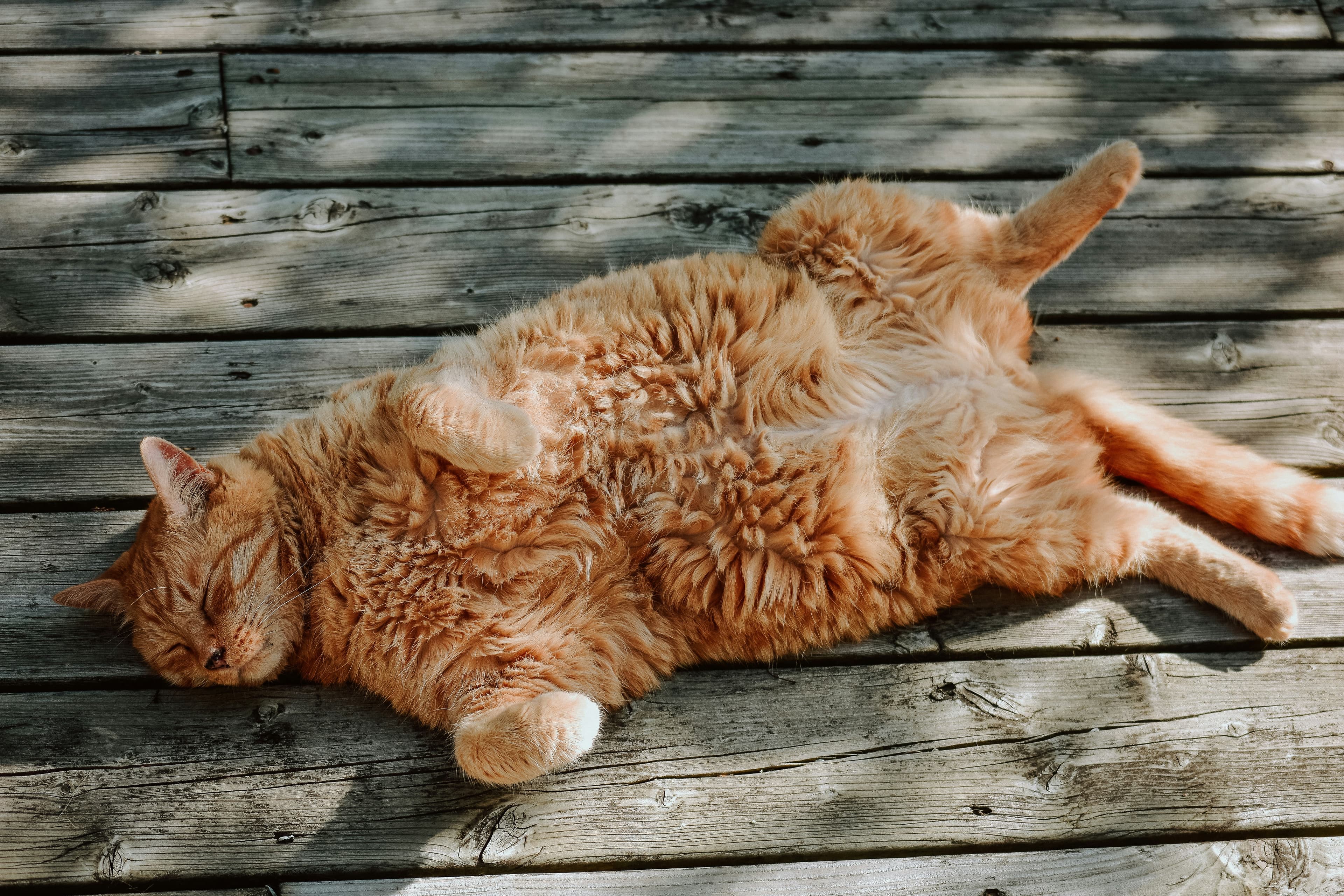 Catestant