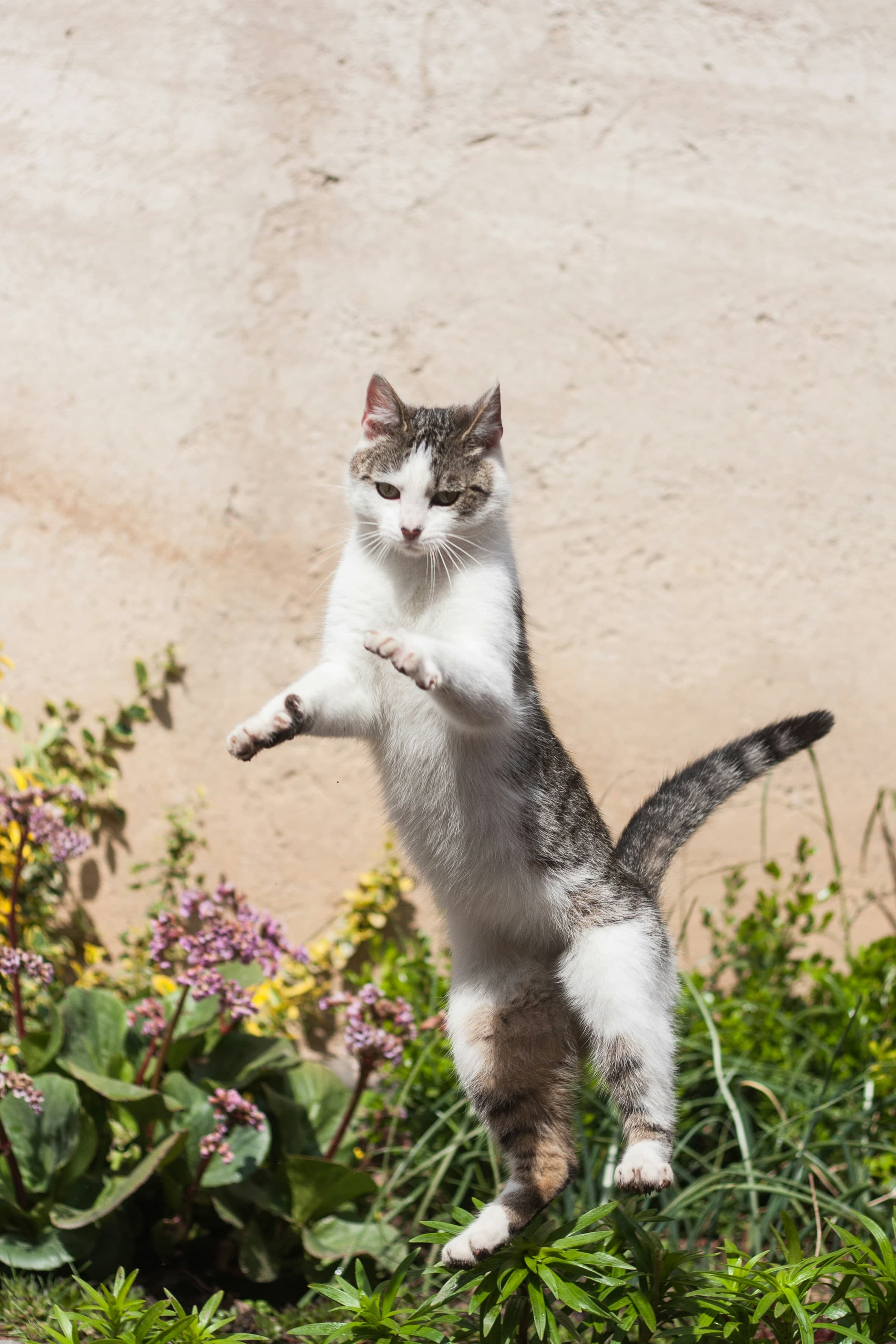 Catestant