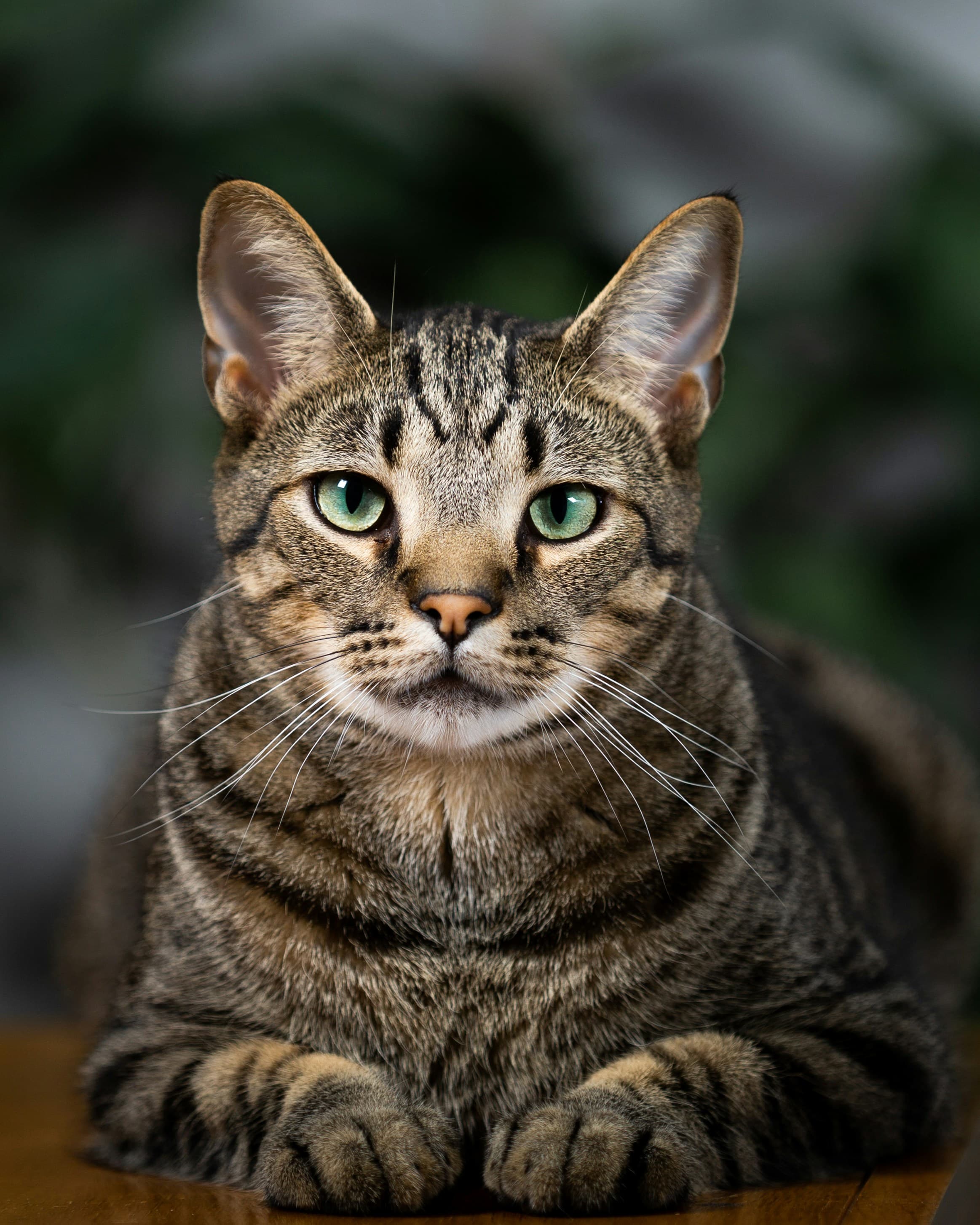 Catestant
