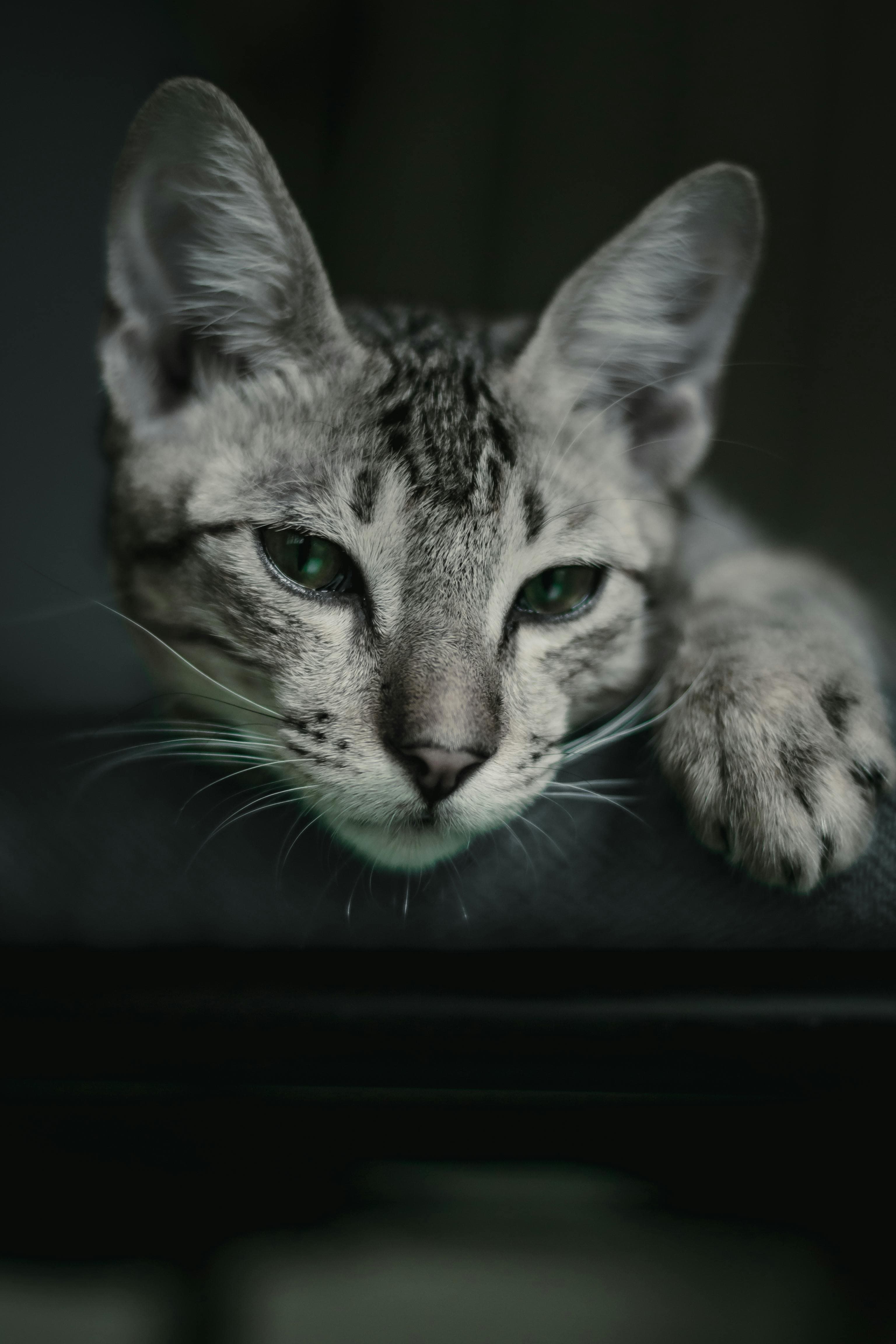 Catestant