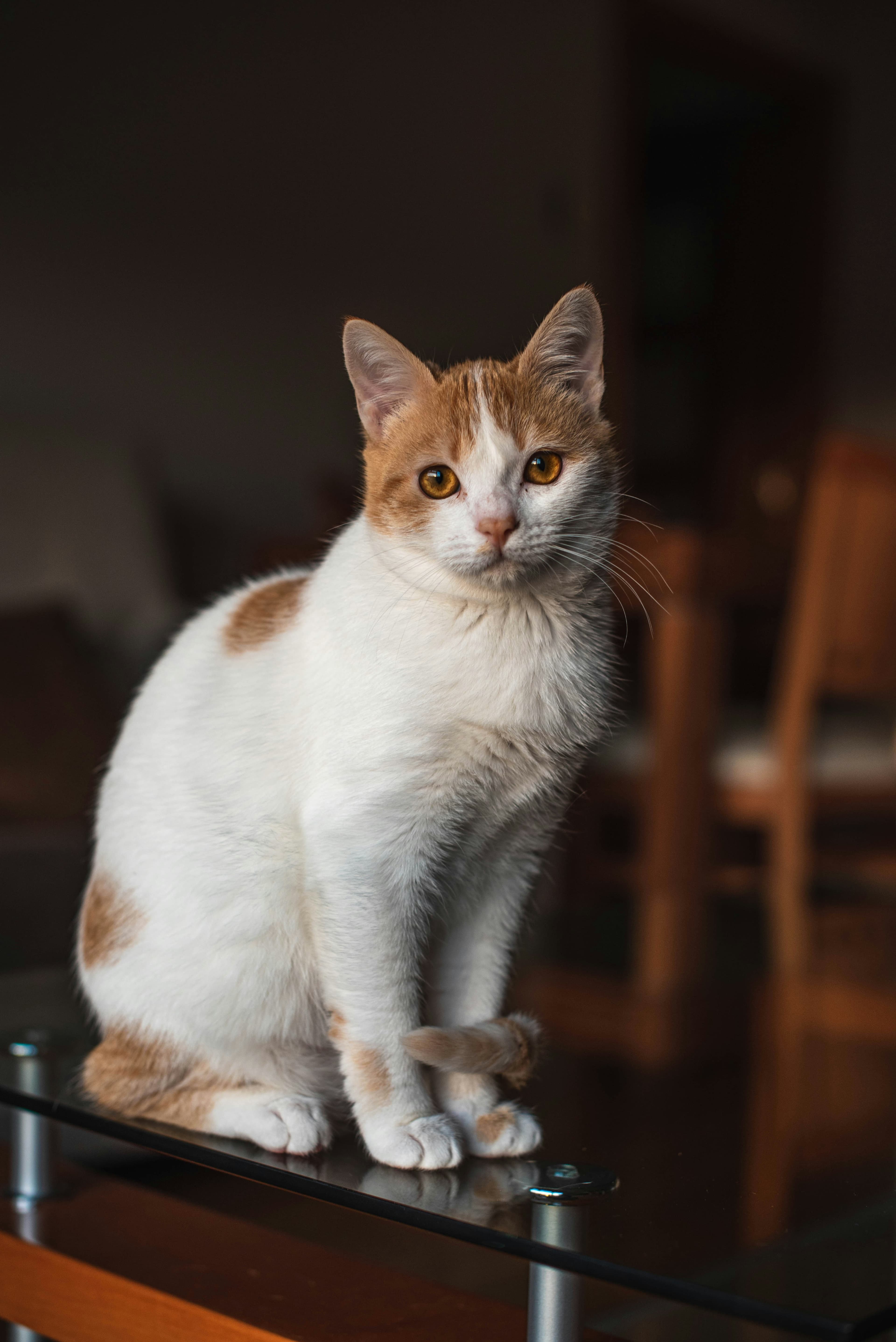 Catestant