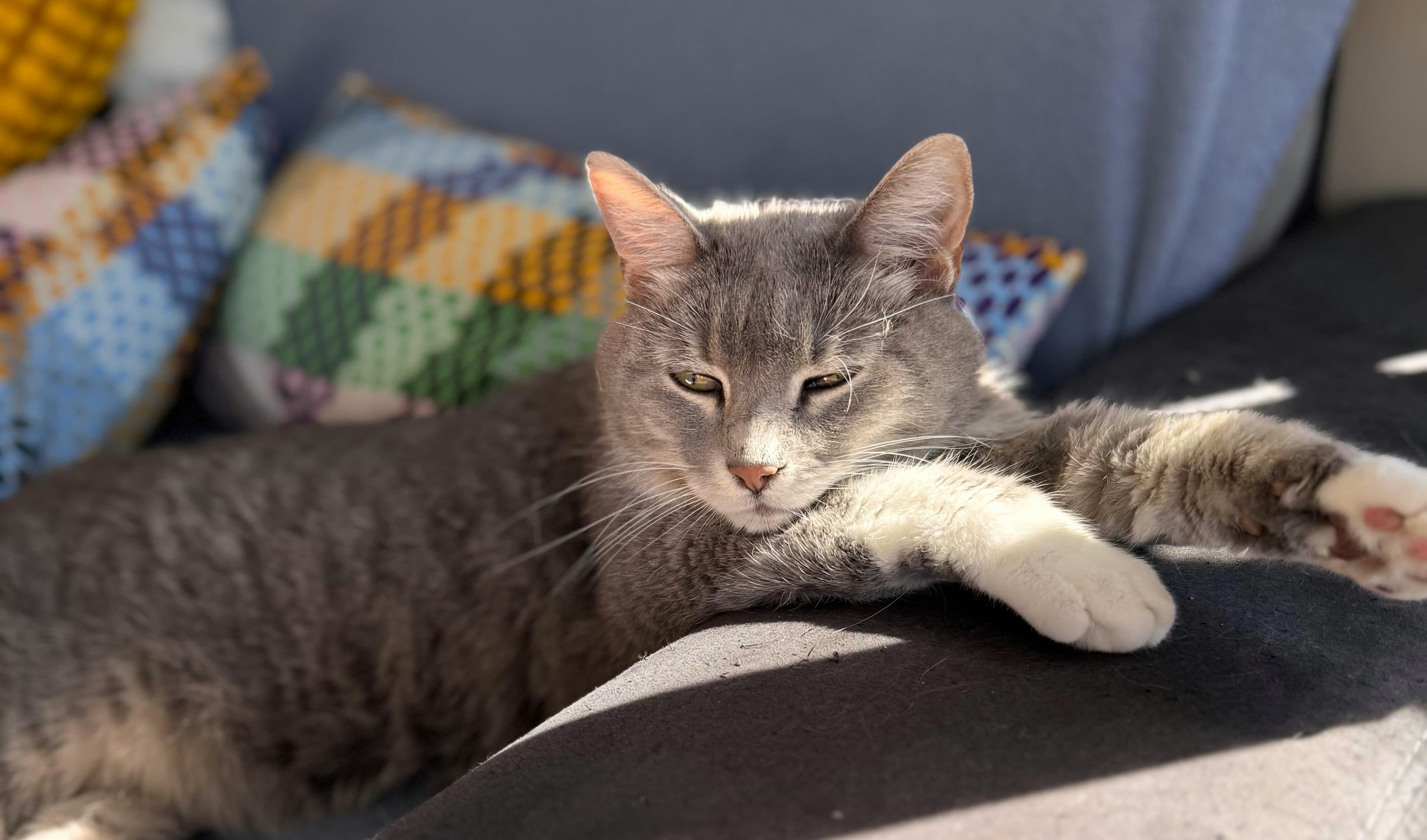 Catestant