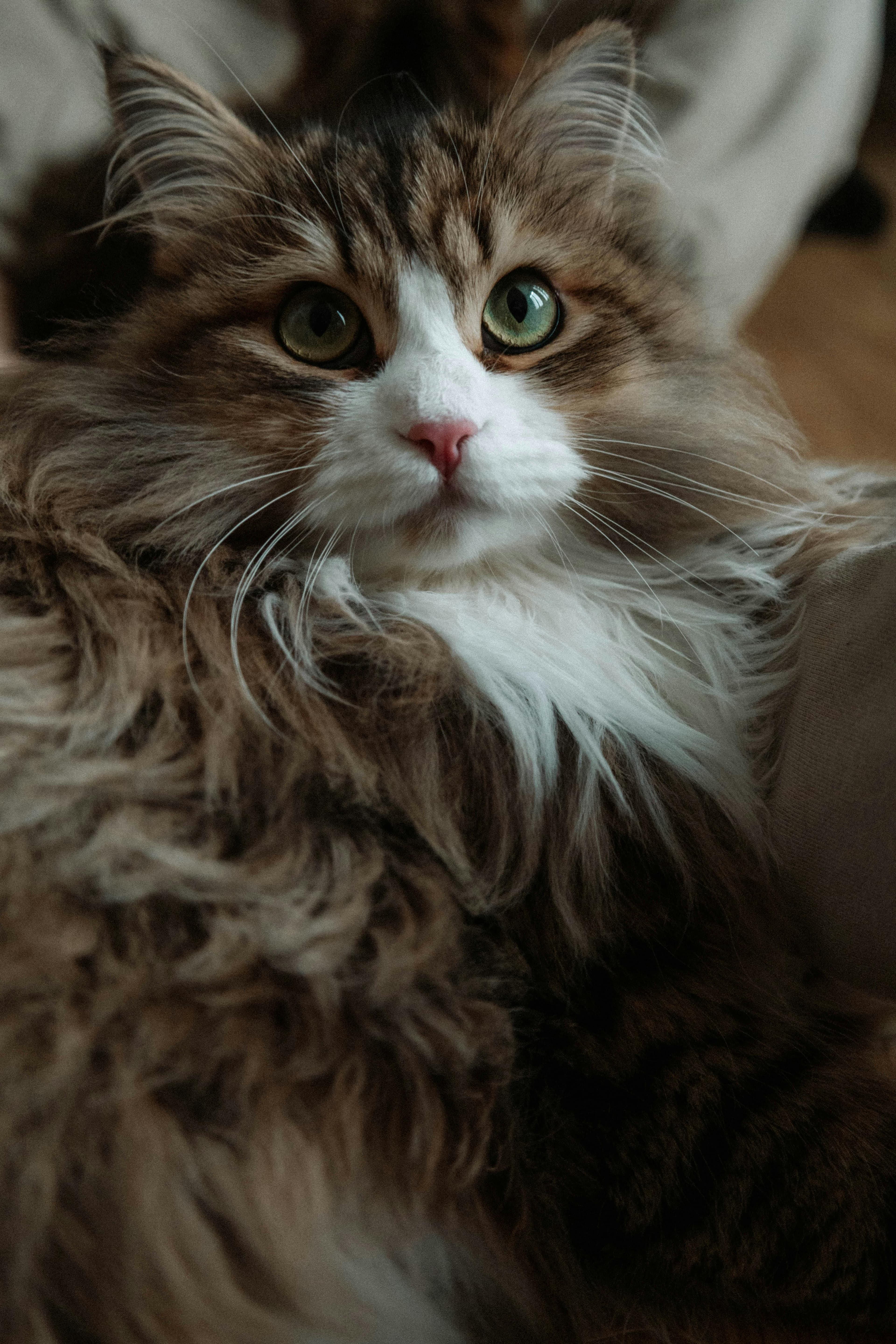 Catestant
