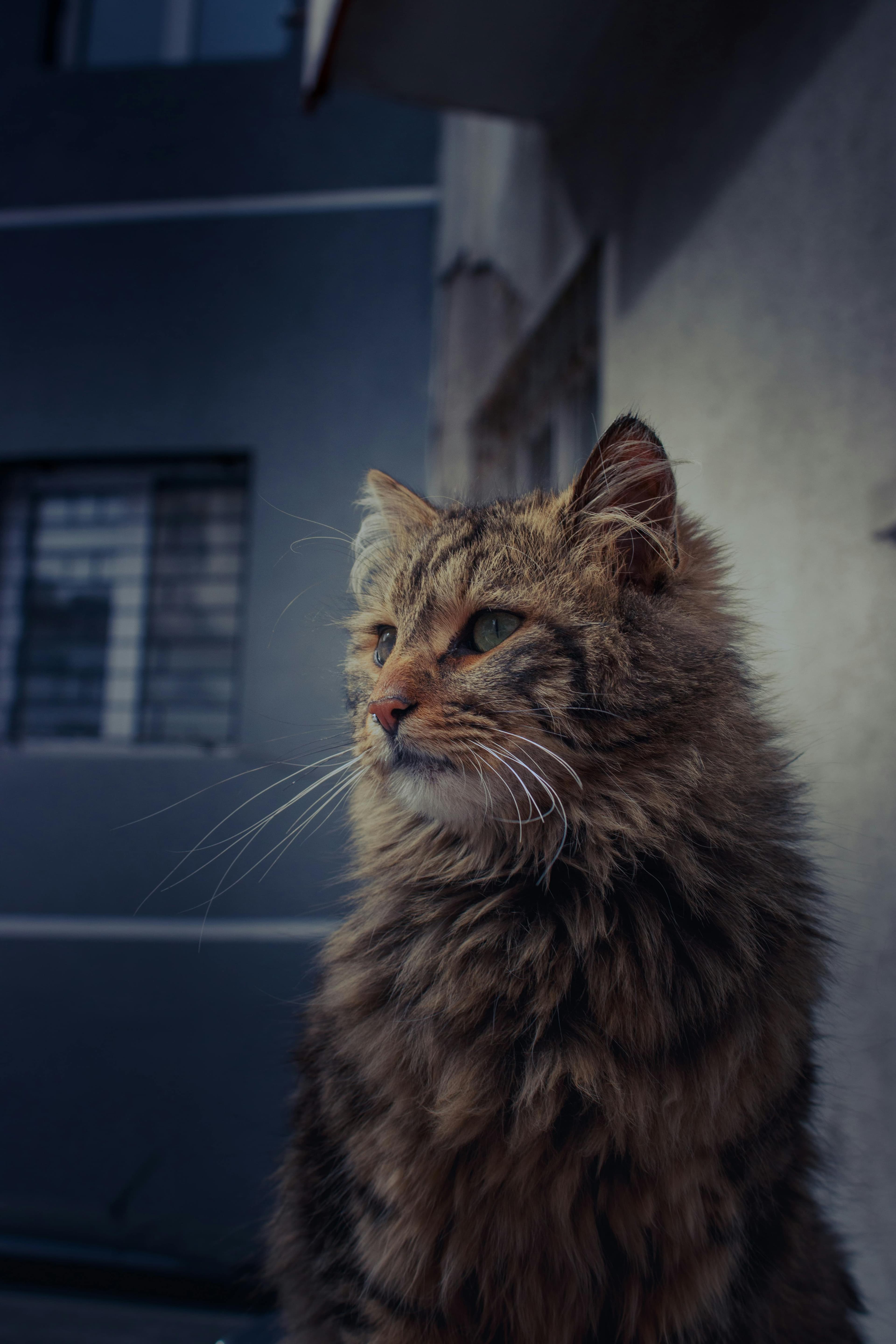 Catestant