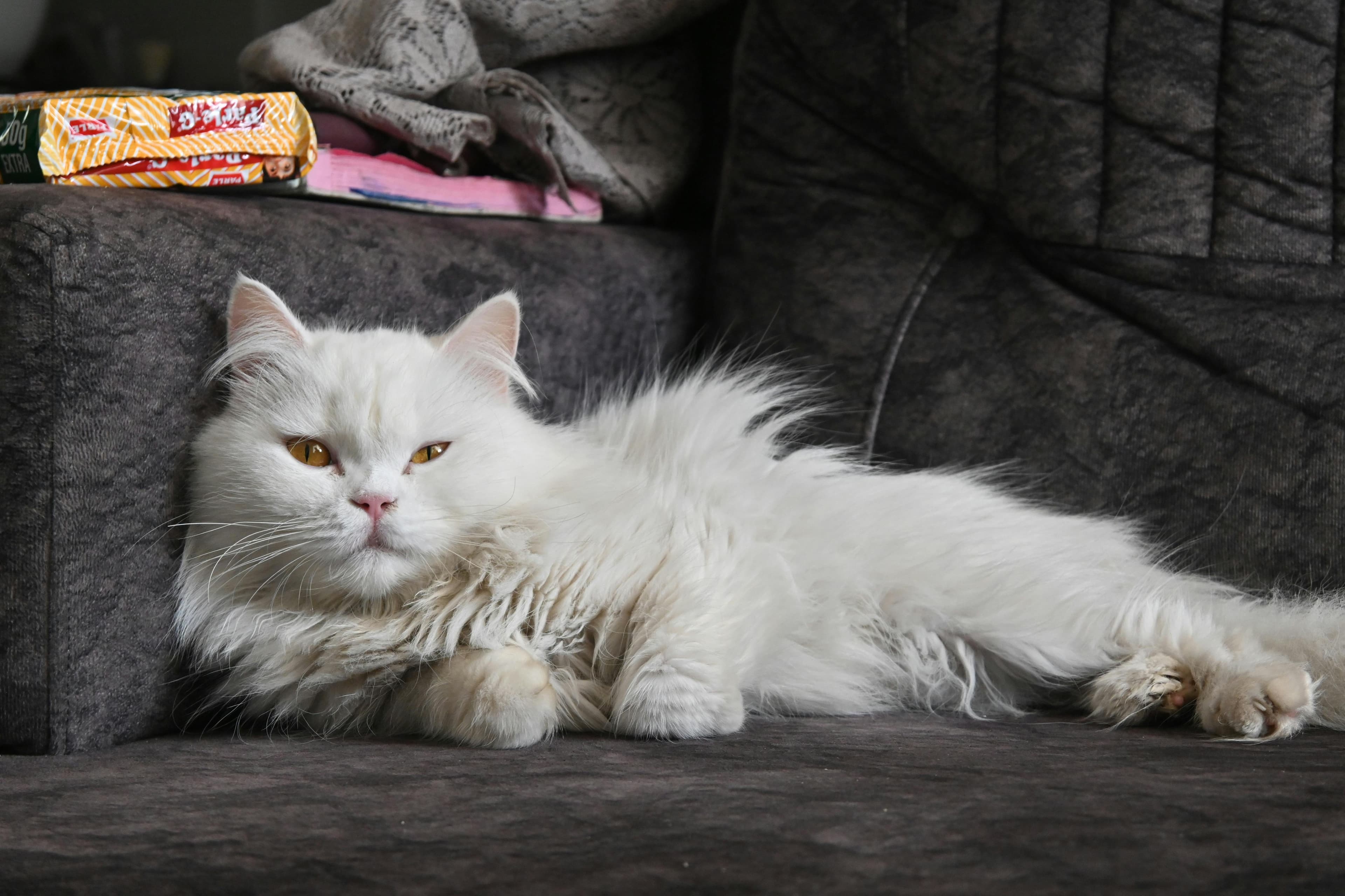 Catestant