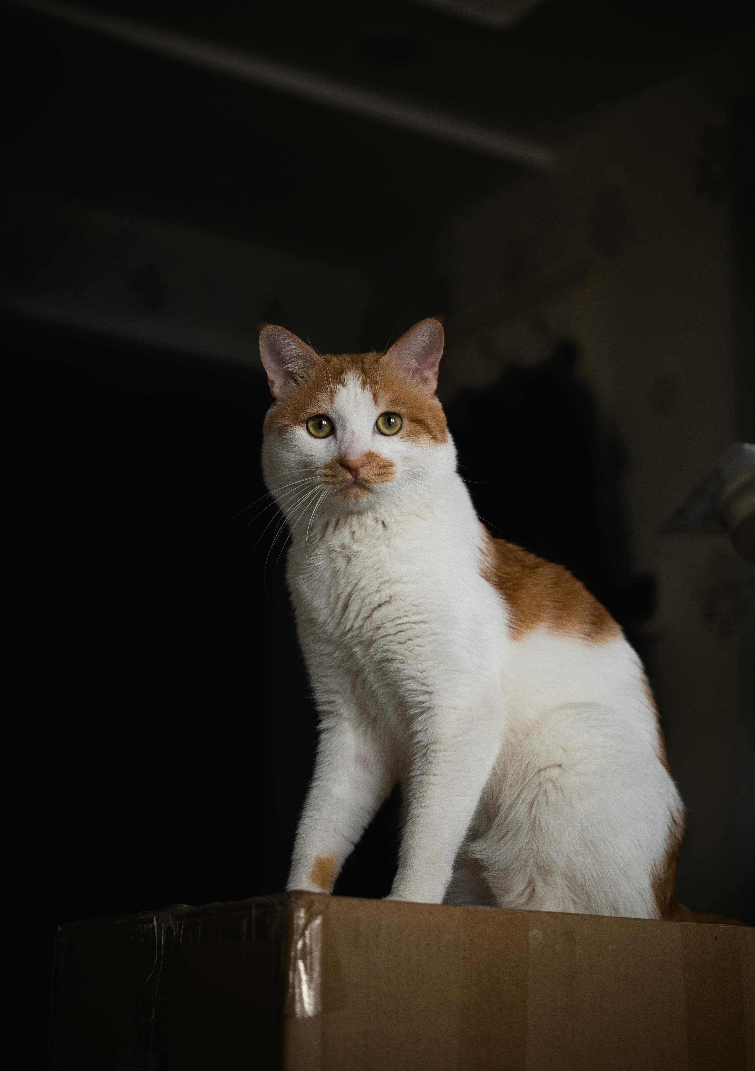 Catestant