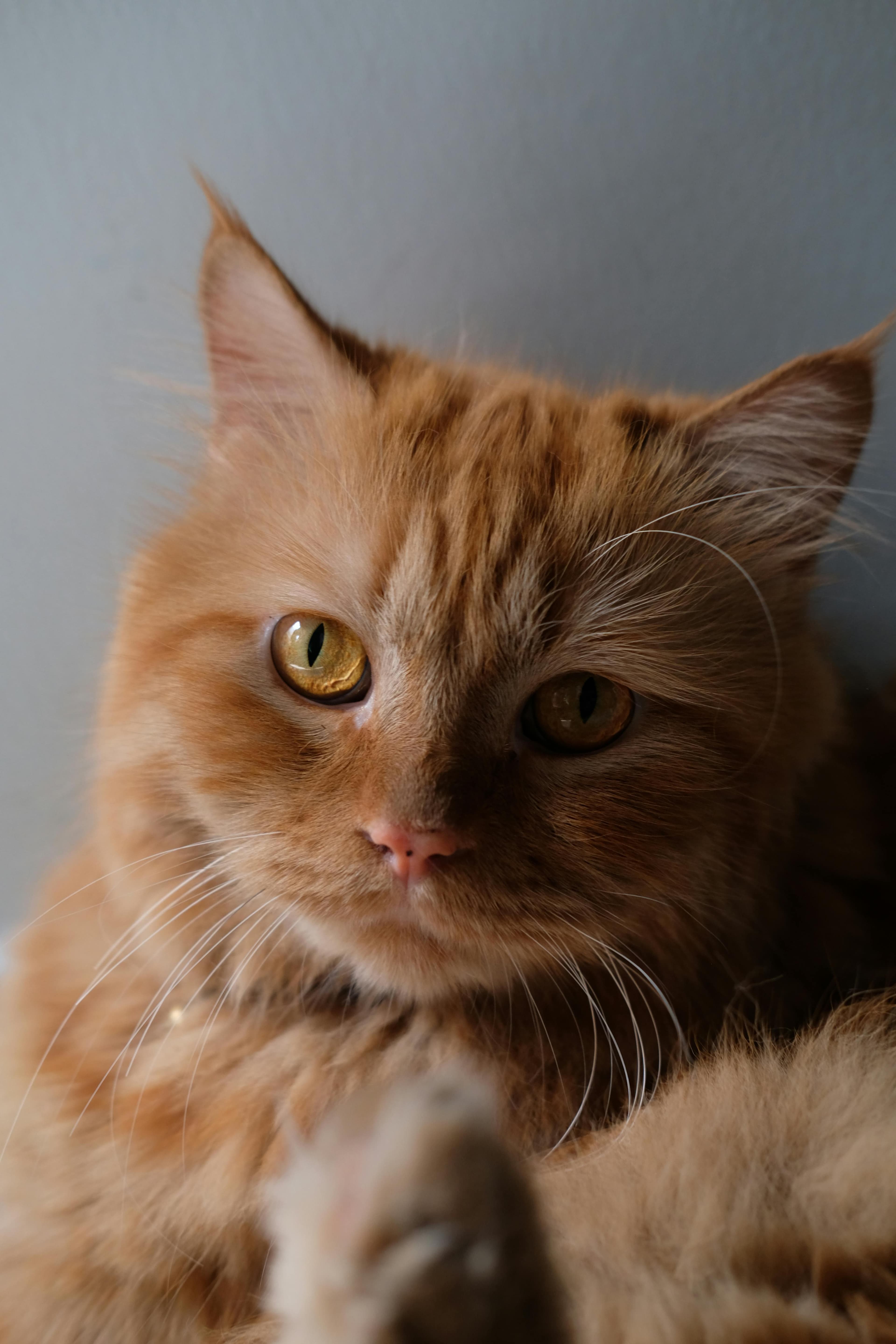 Catestant