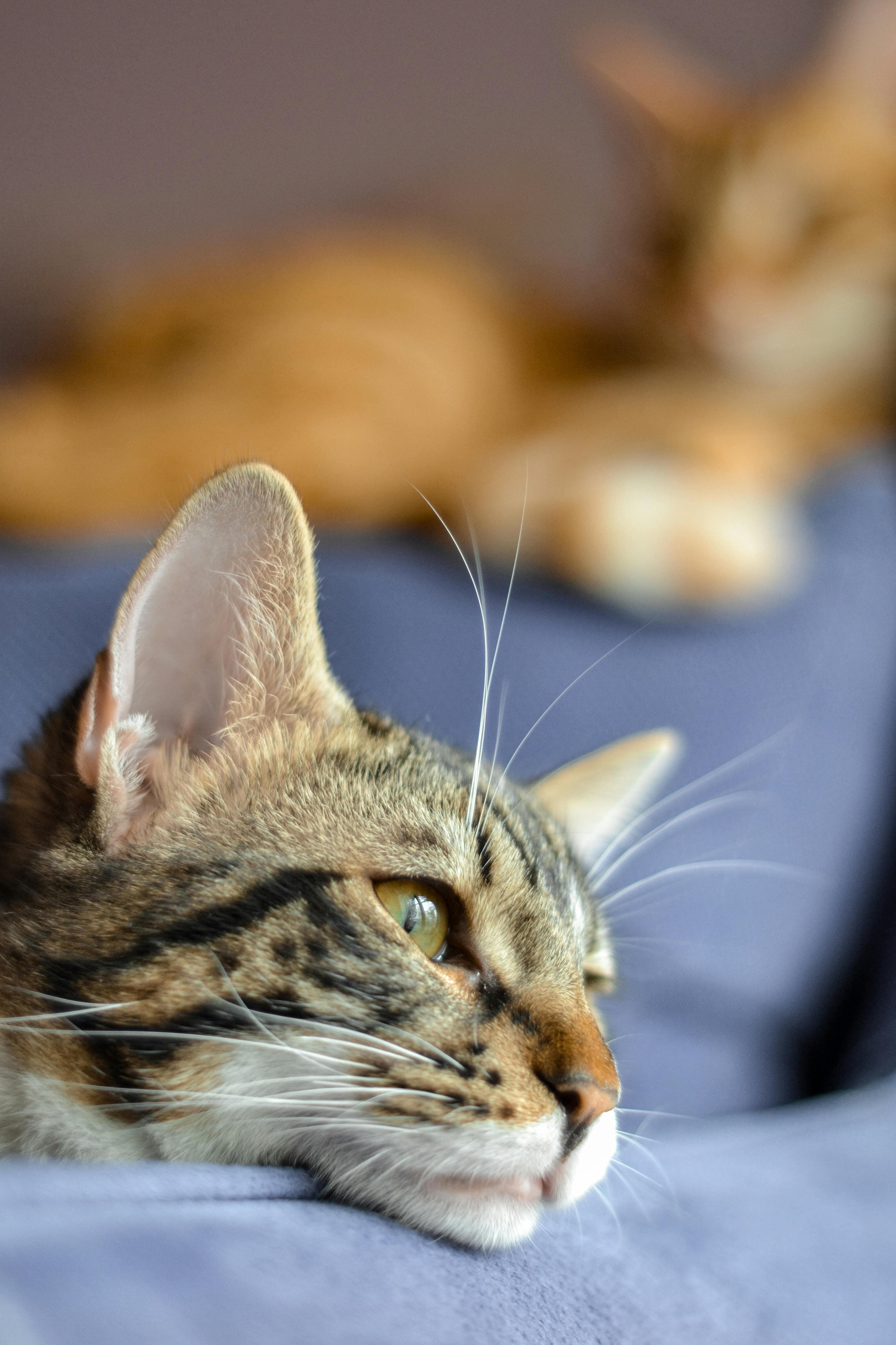 Catestant