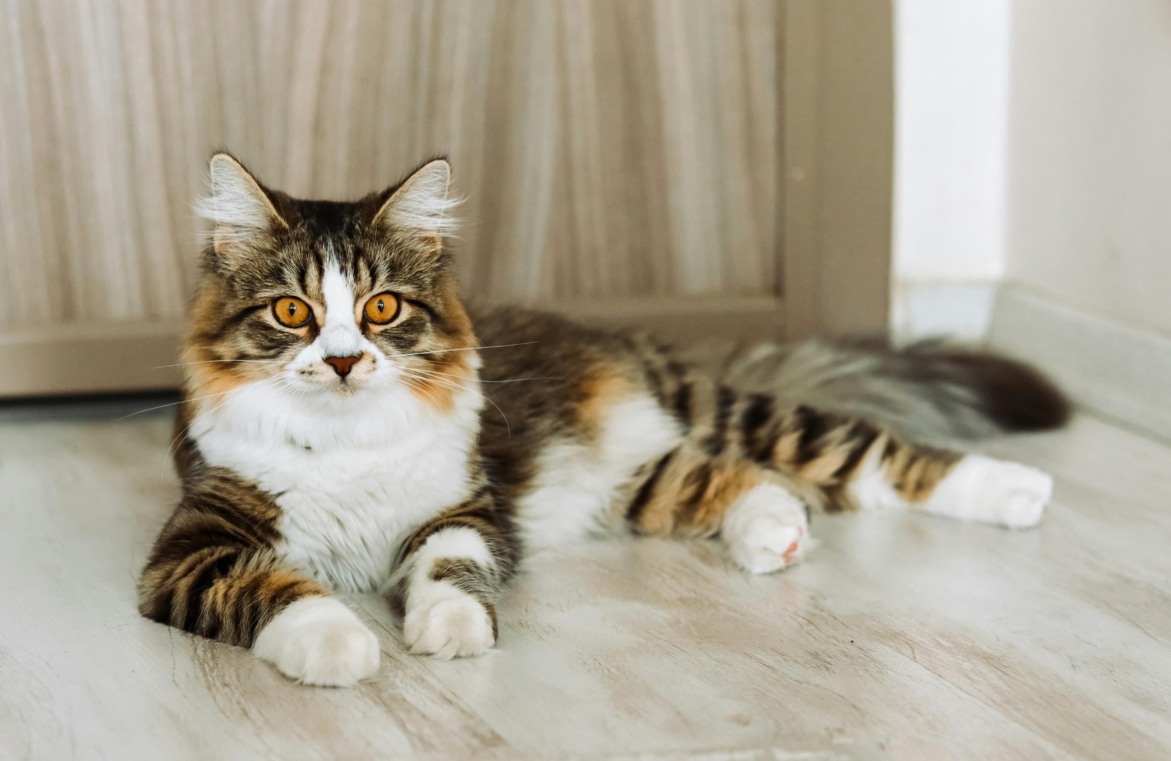 Catestant