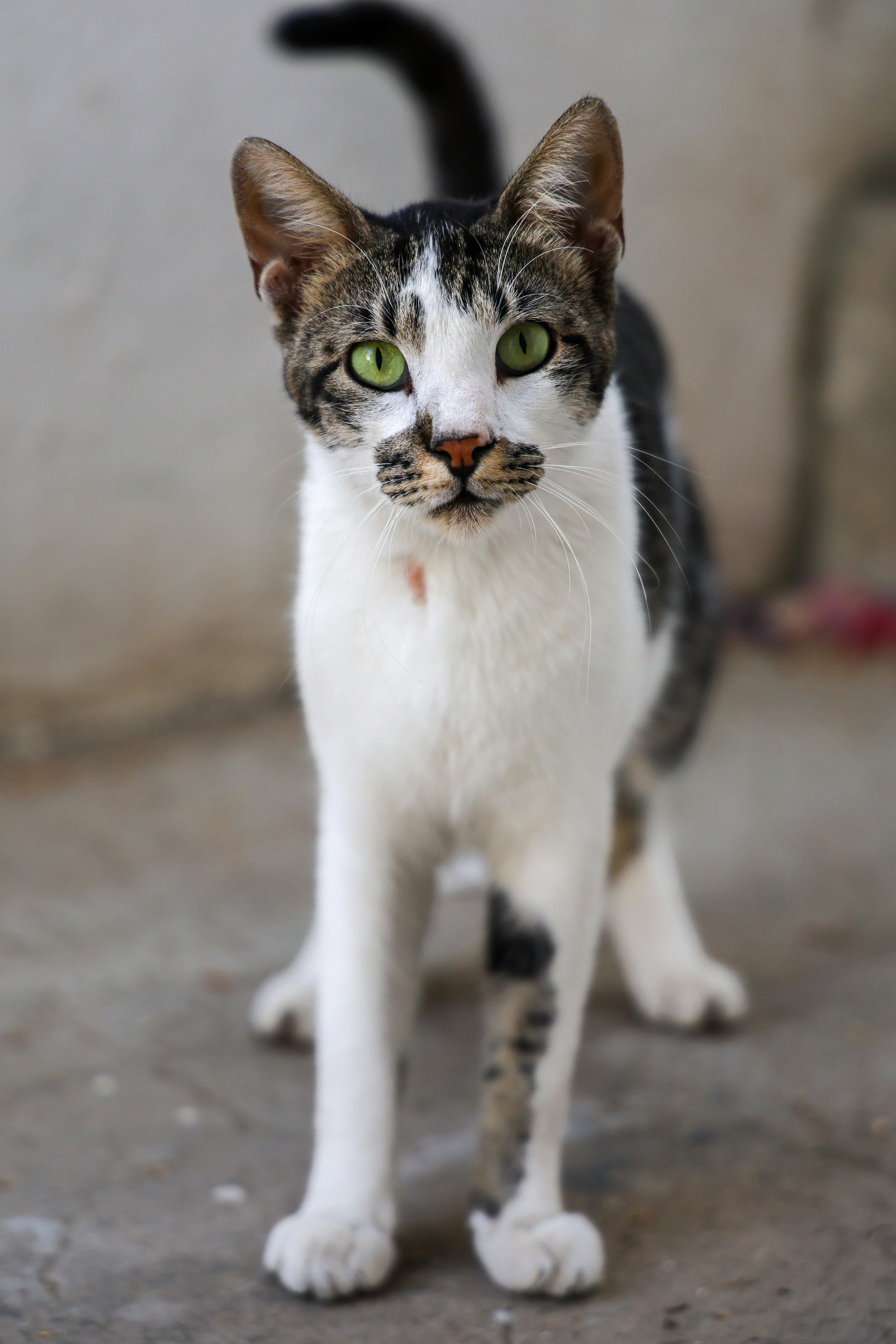 Catestant