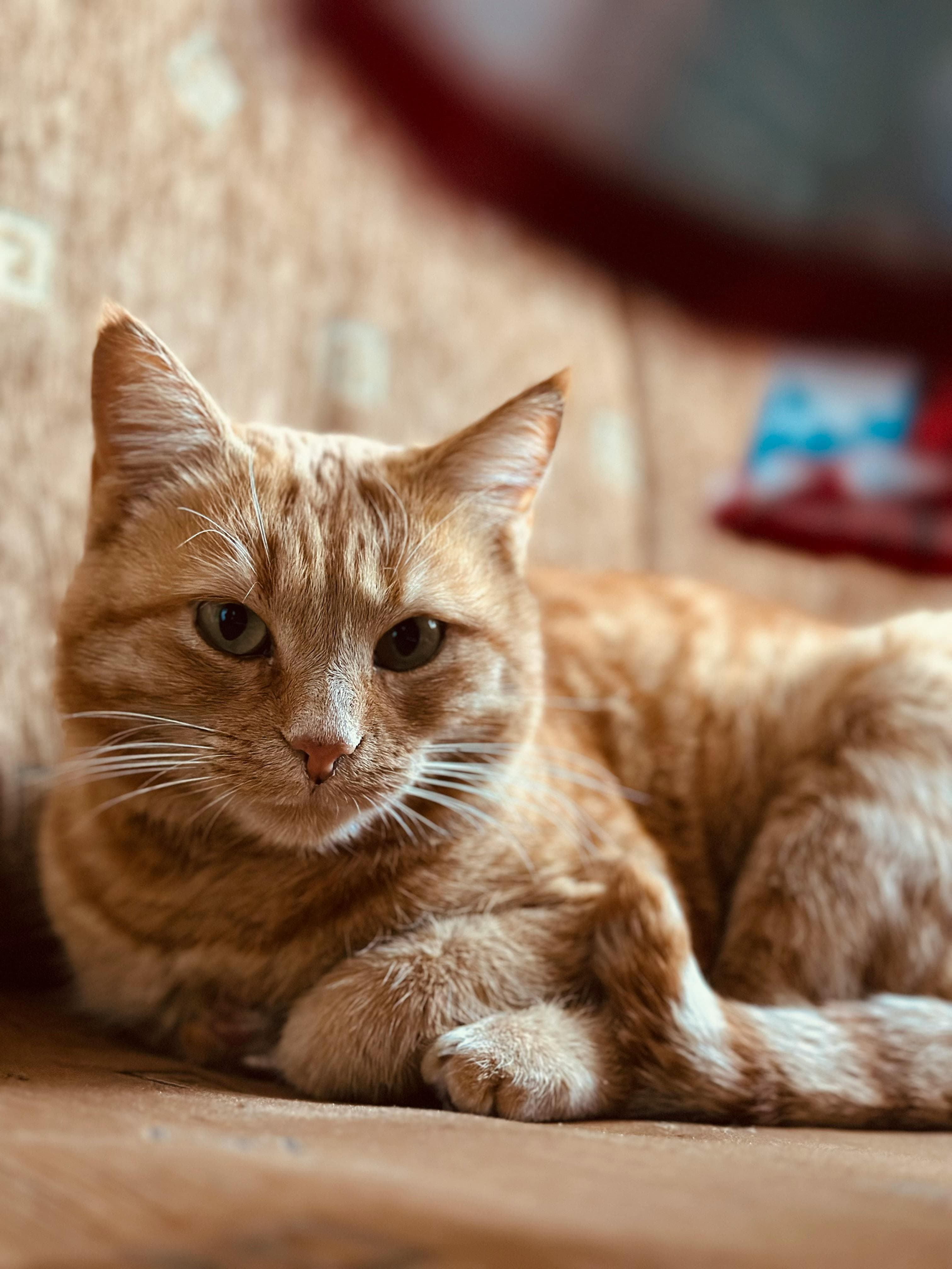 Catestant