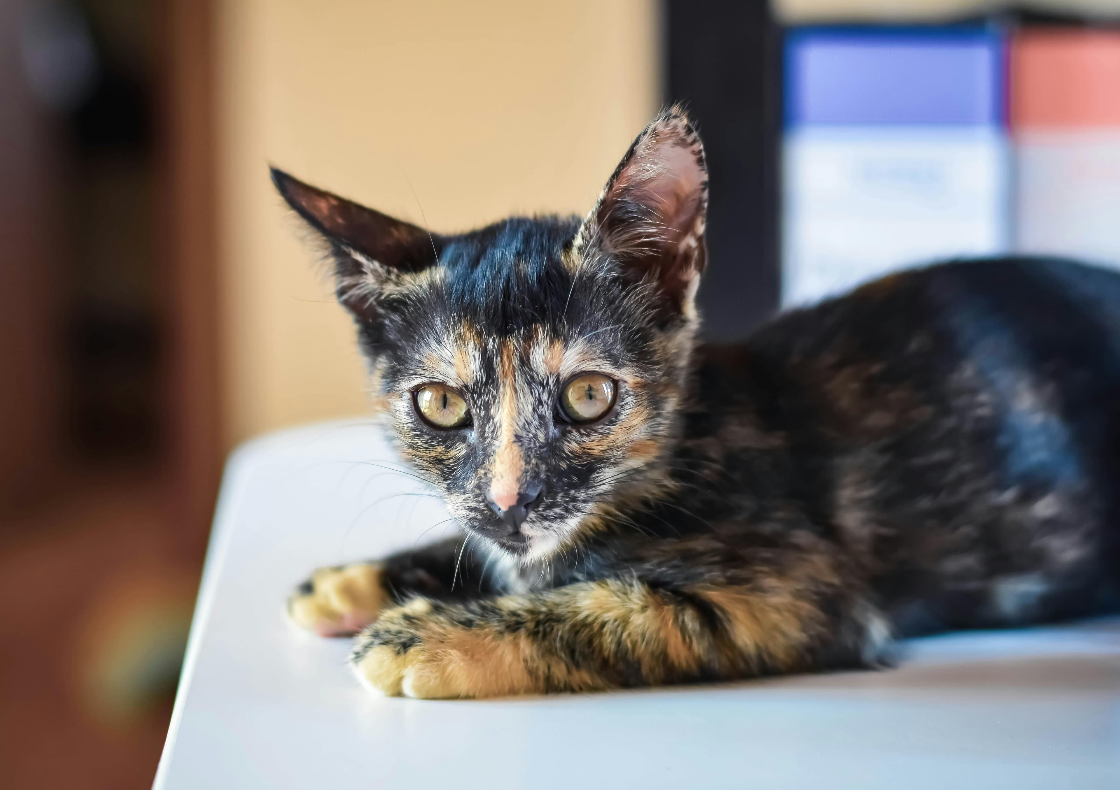 Catestant