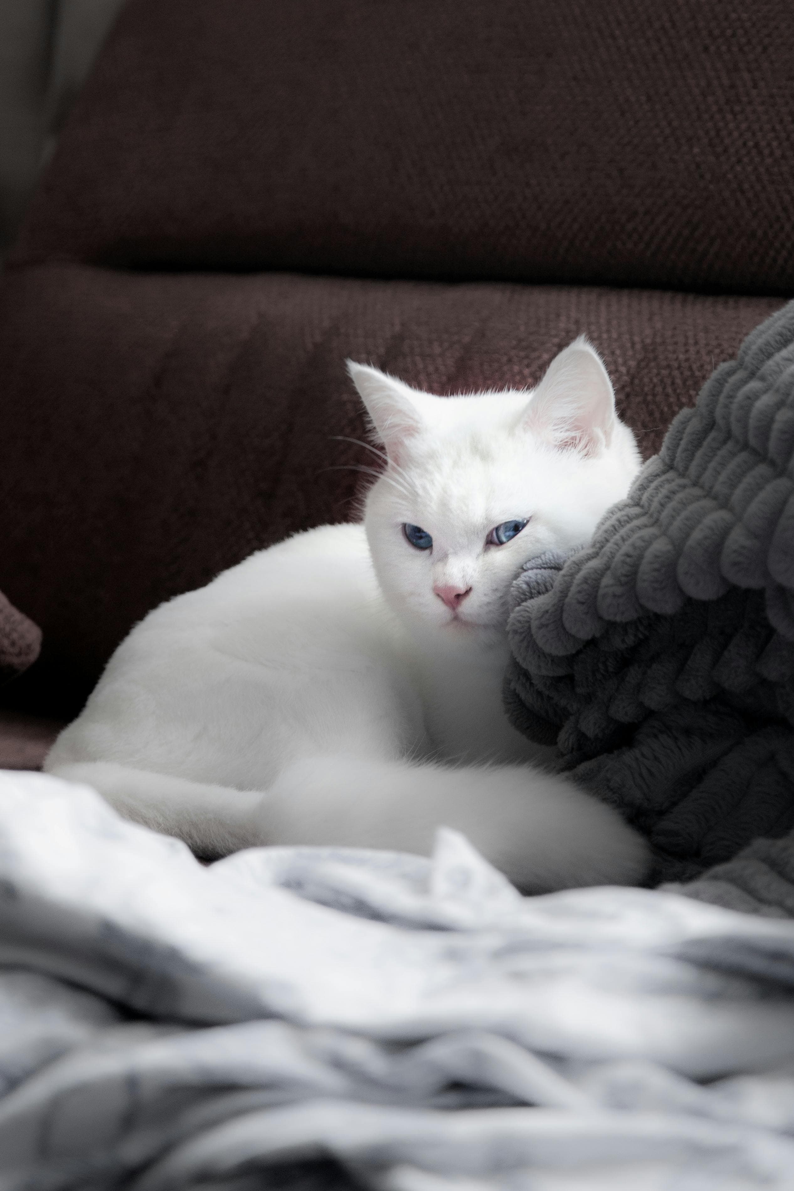 Catestant