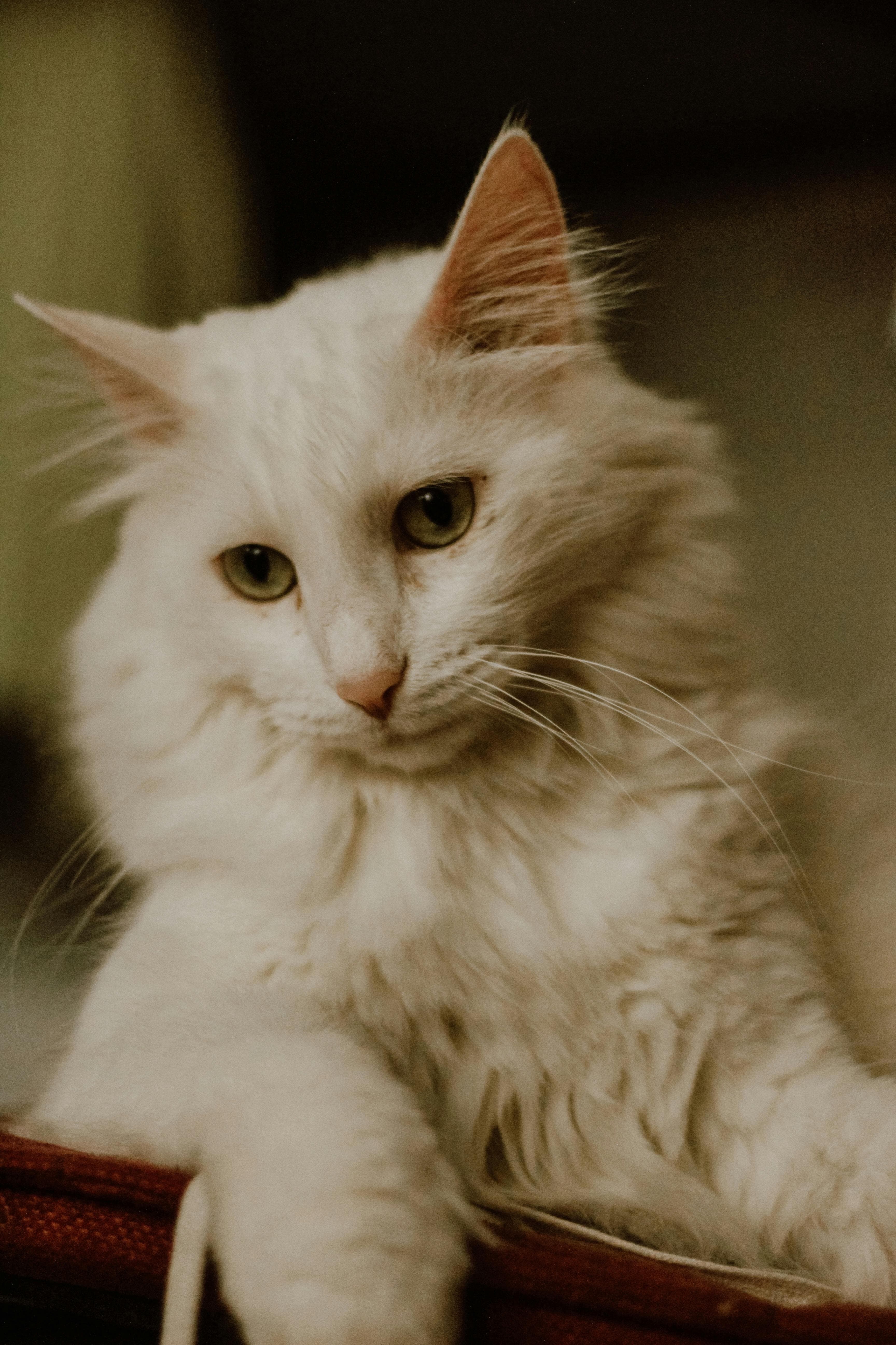 Catestant