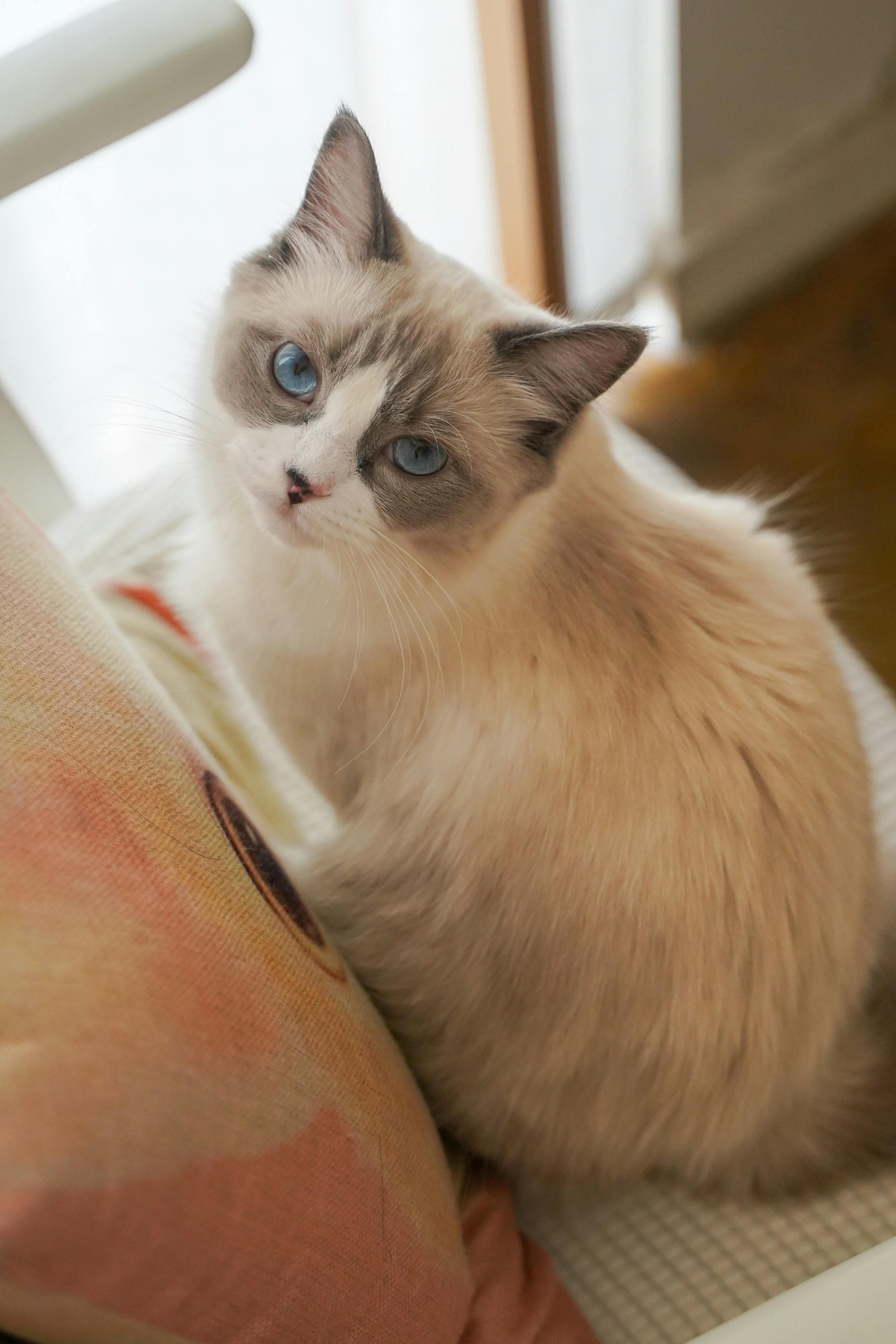 Catestant