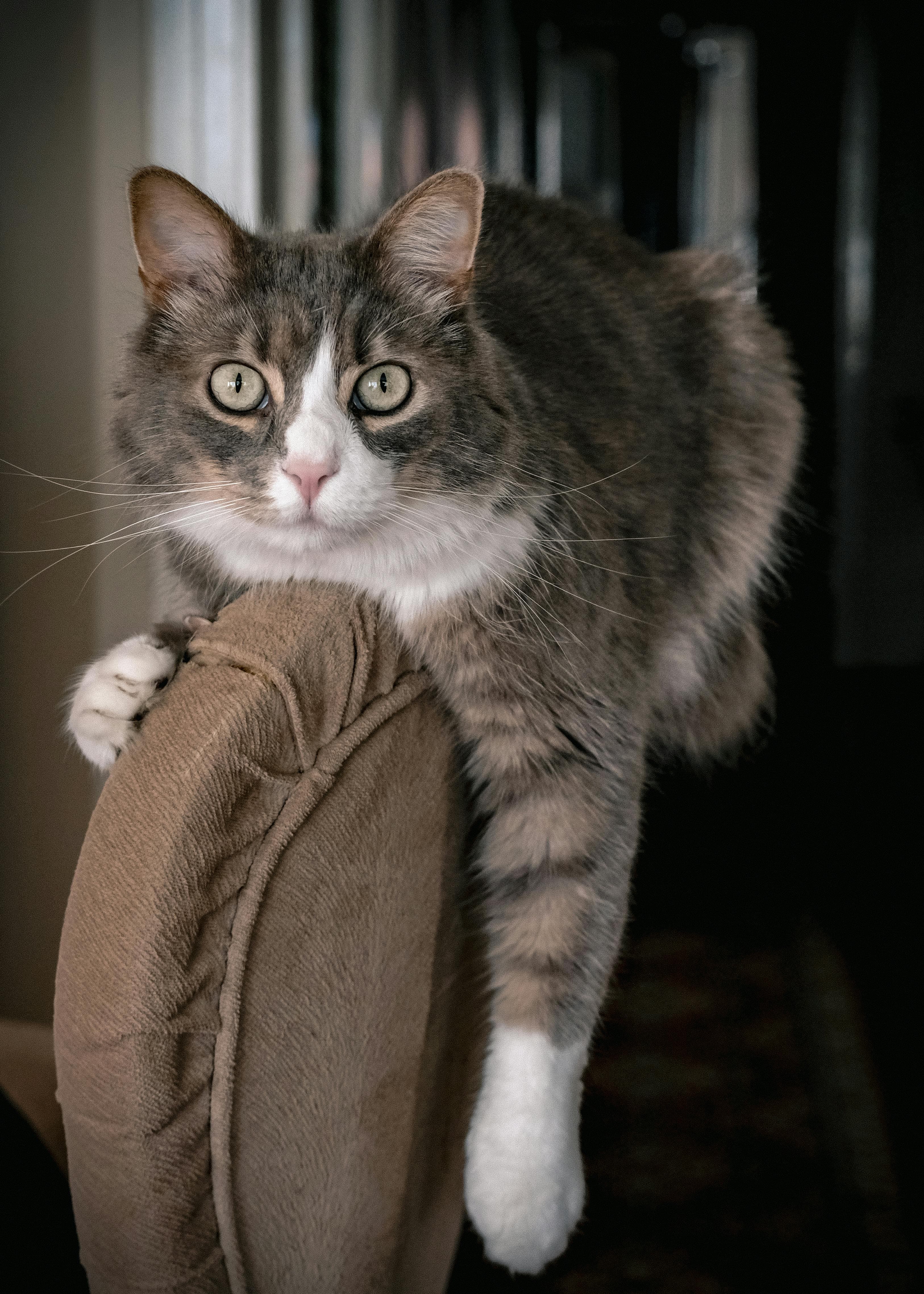 Catestant