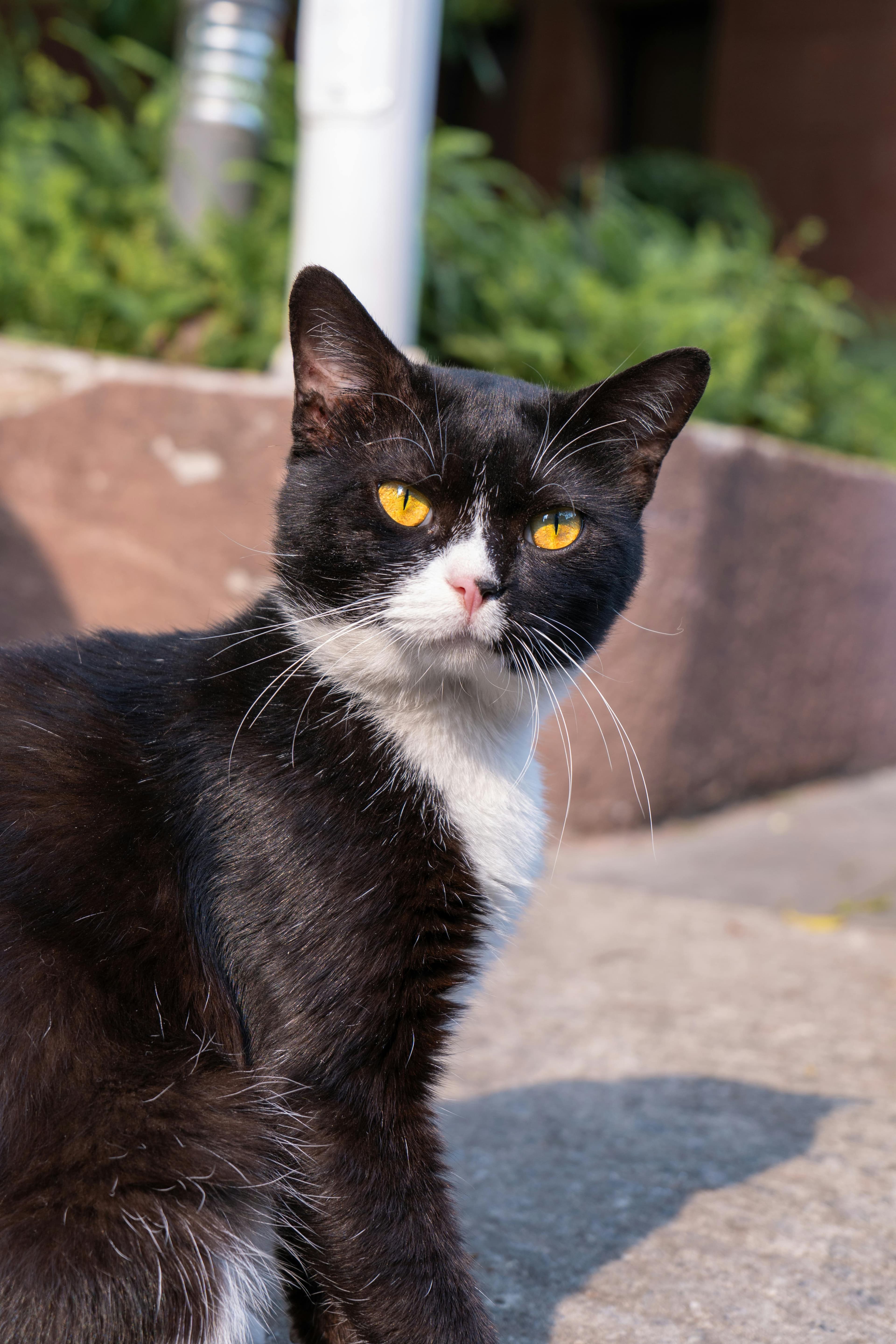 Catestant