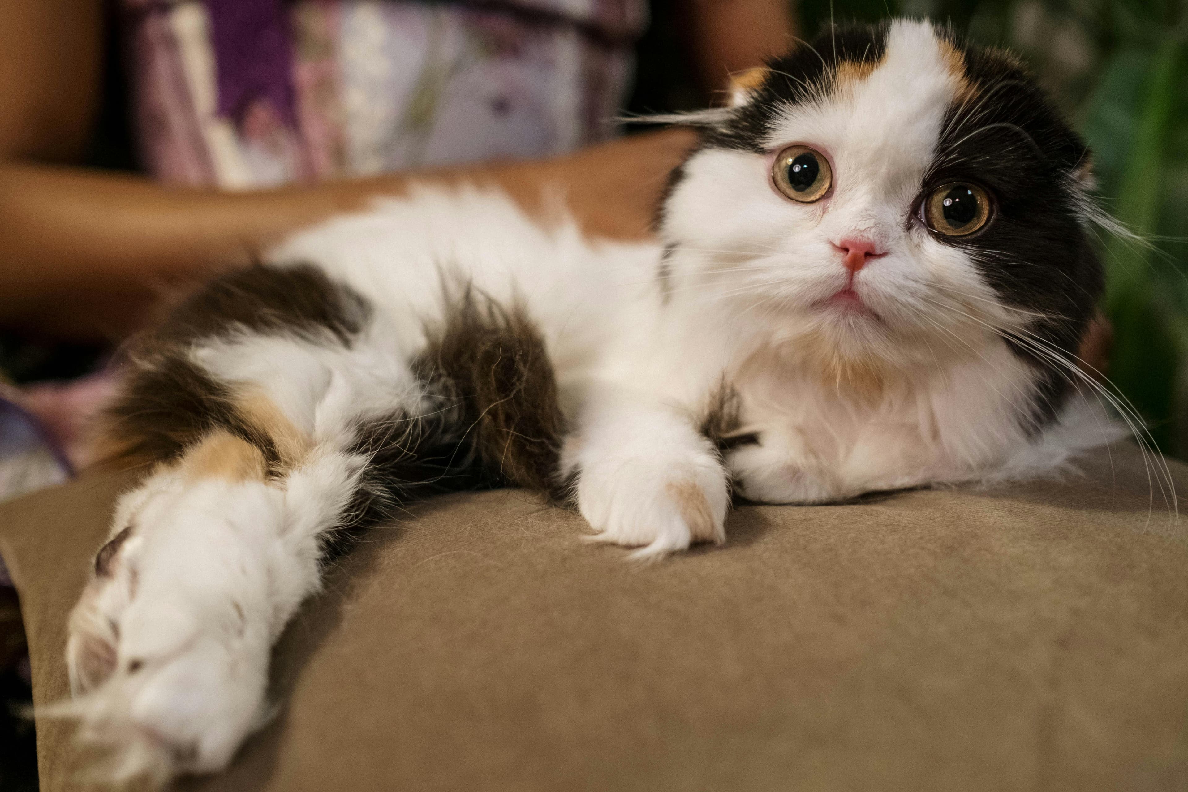 Catestant