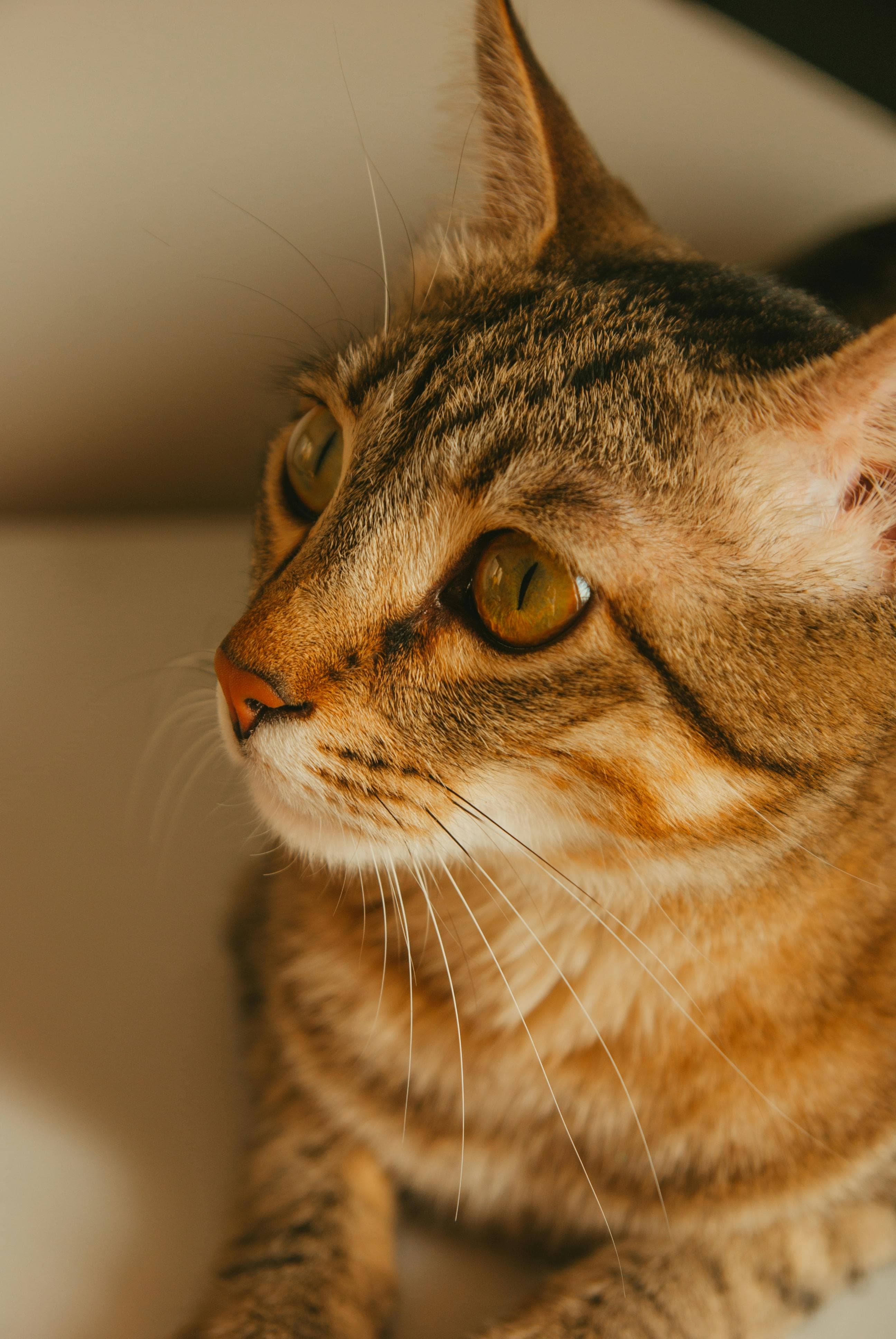 Catestant