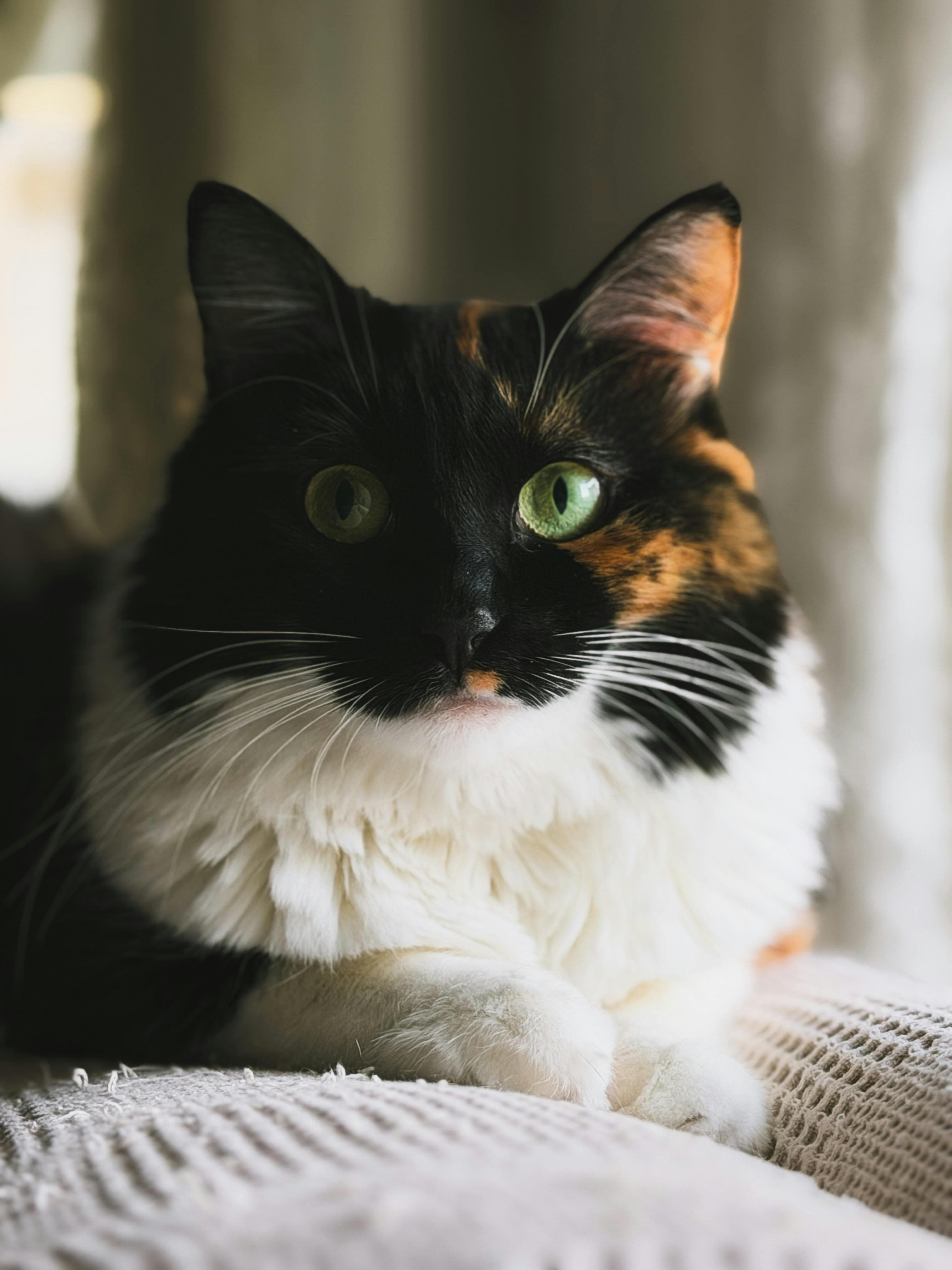 Catestant