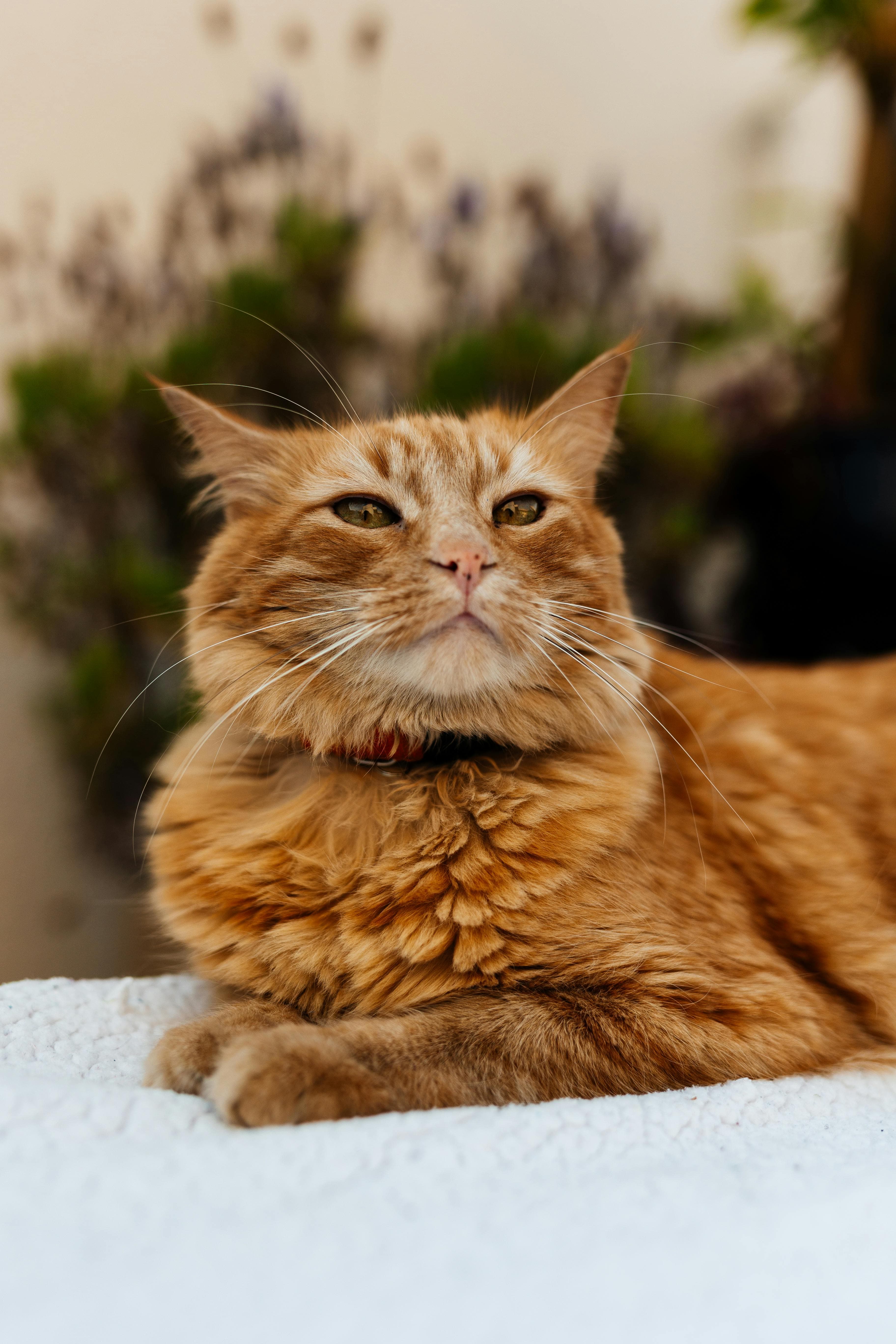 Catestant