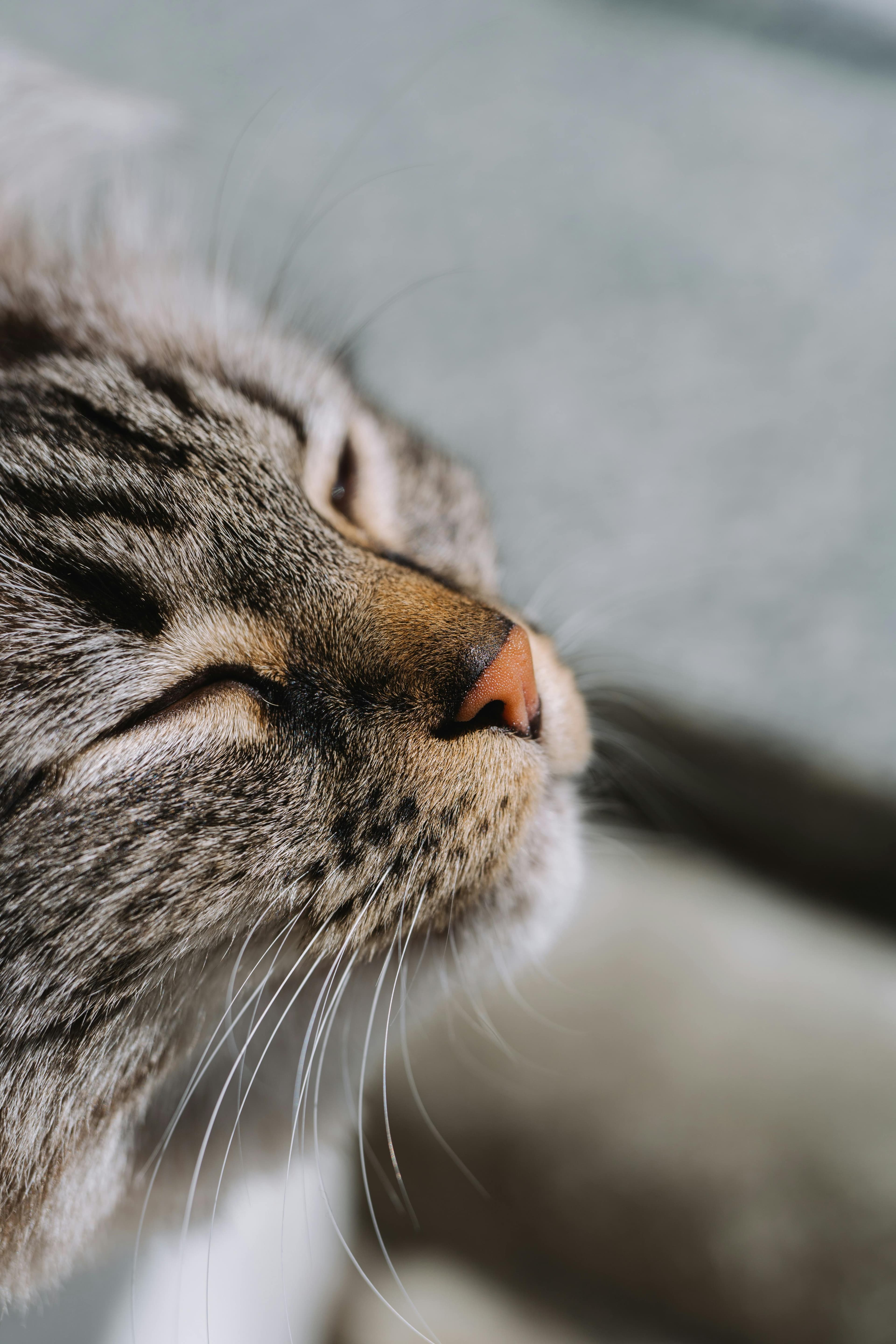 Catestant