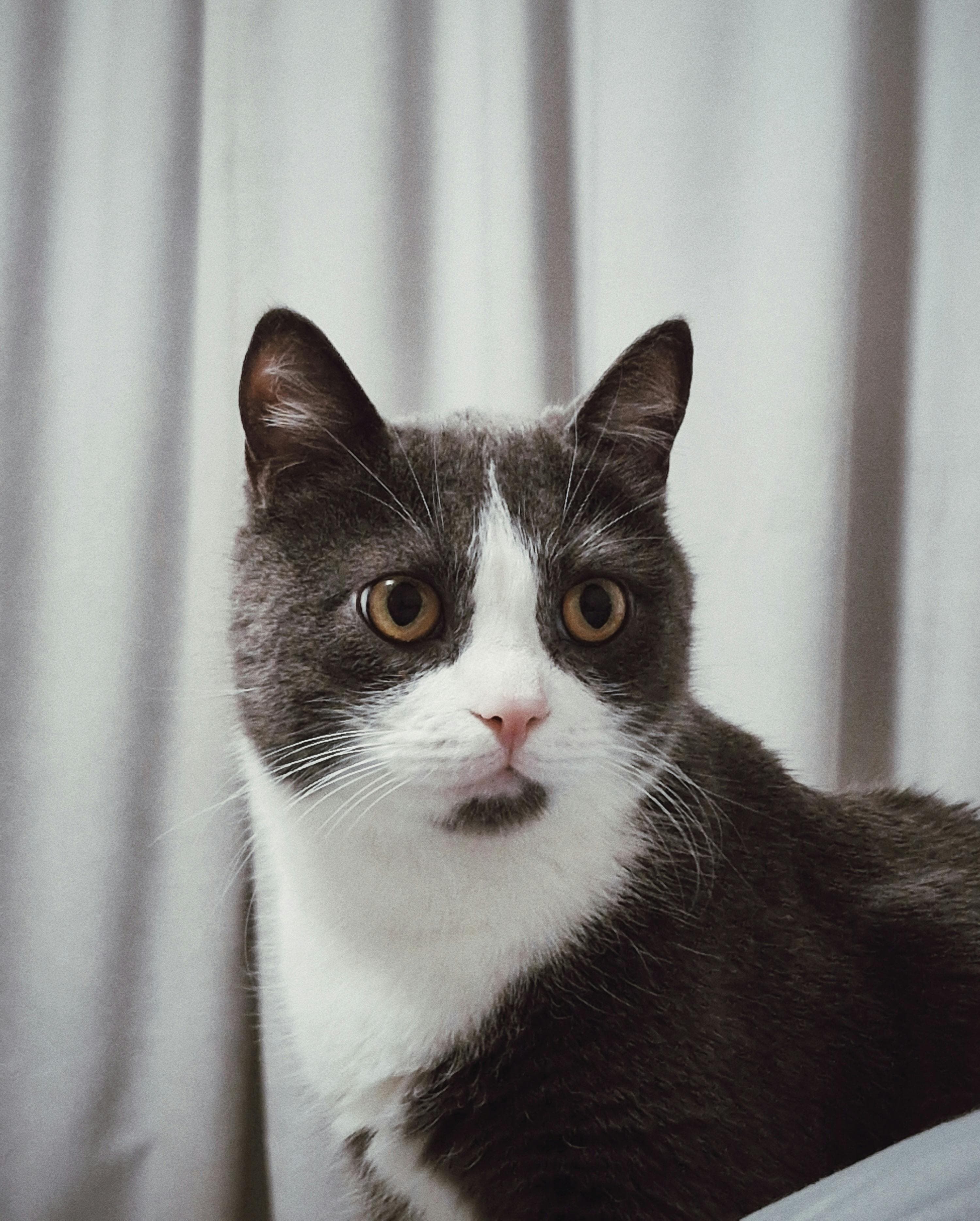 Catestant
