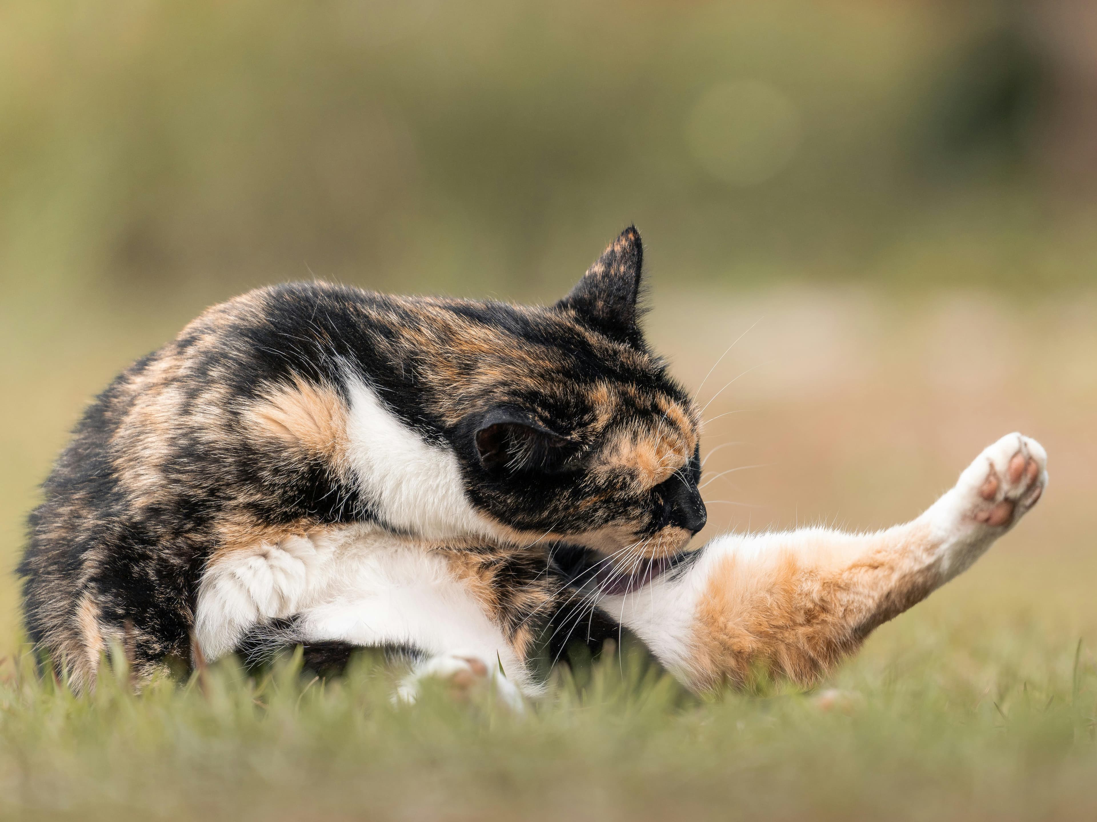 Catestant
