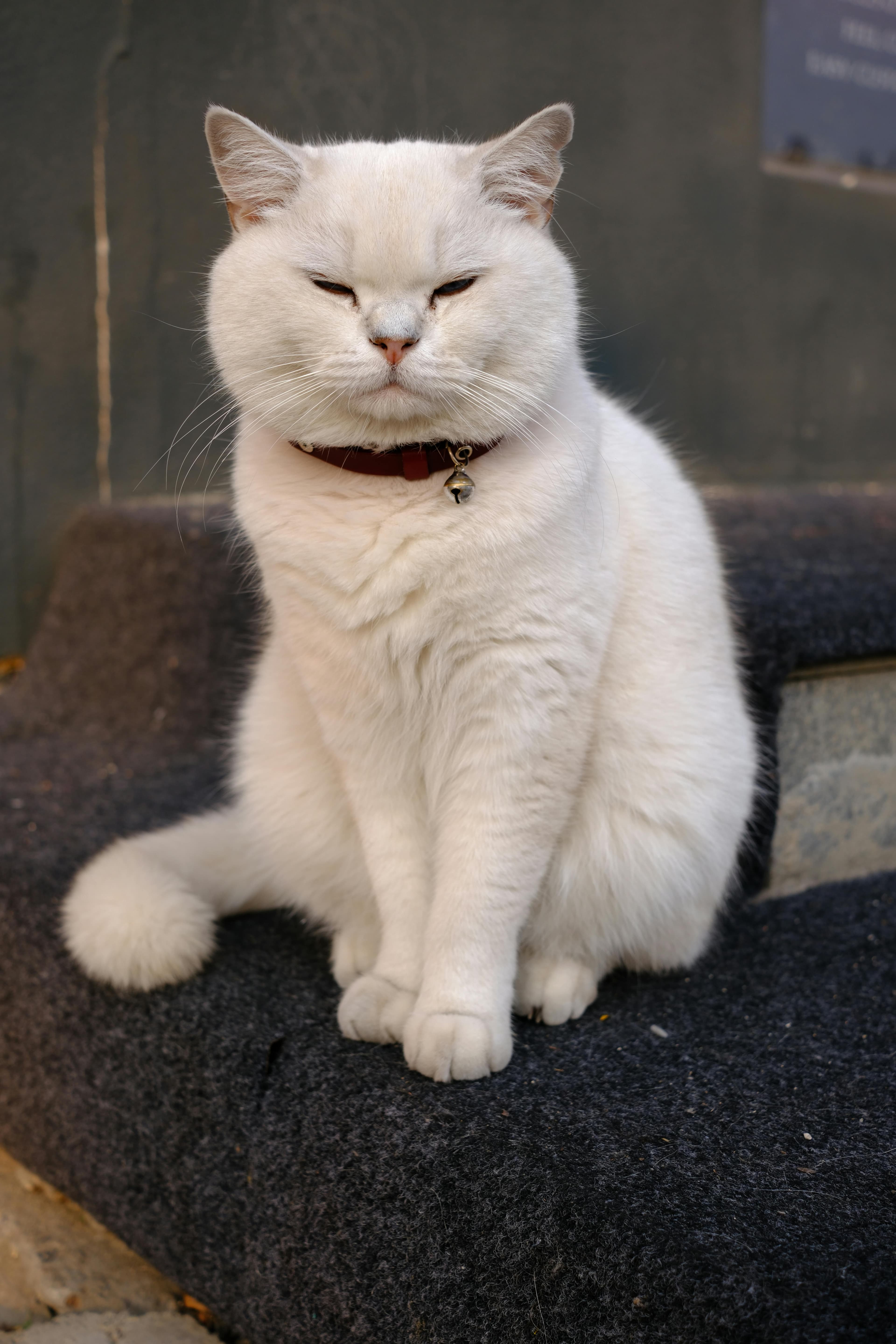 Catestant