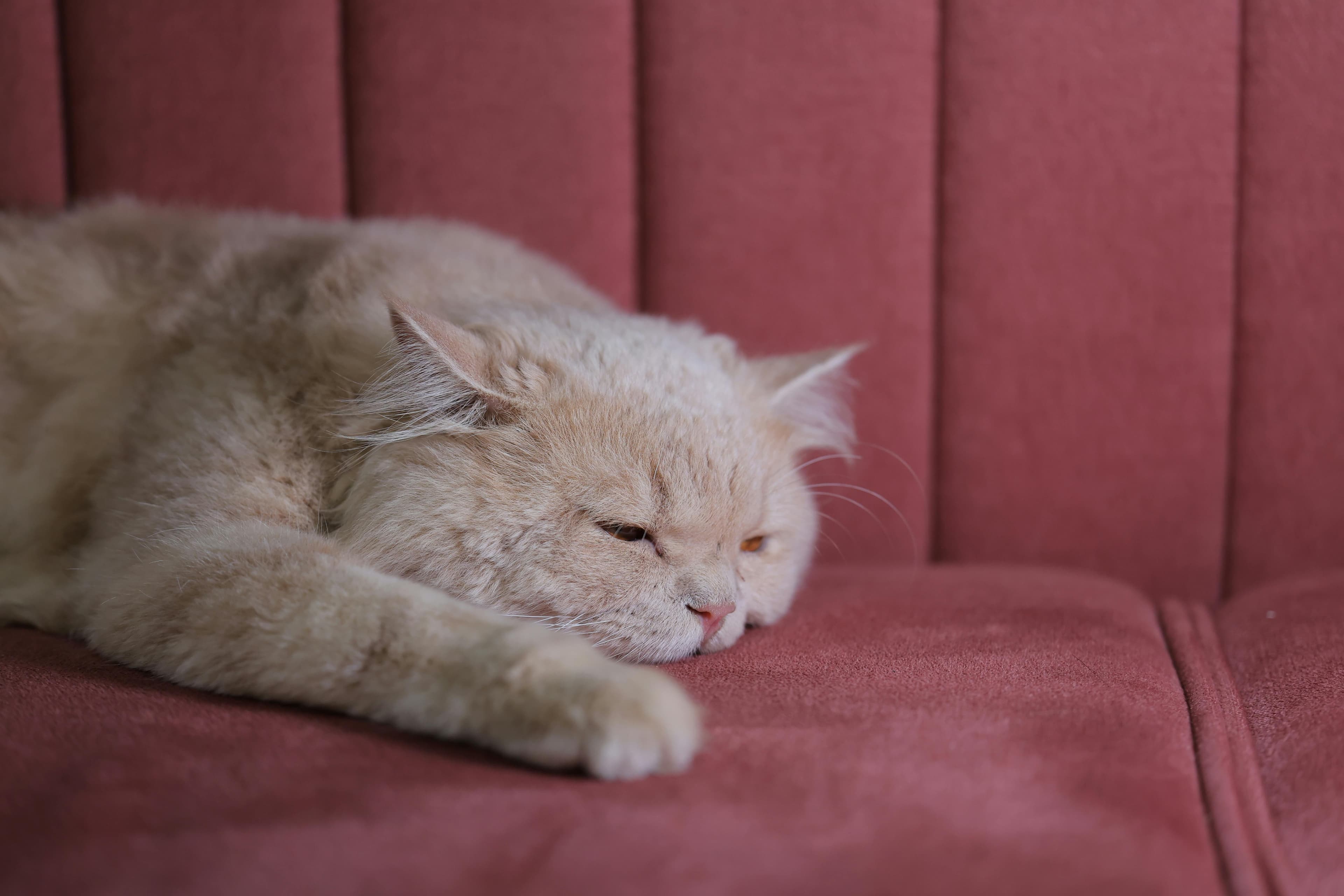 Catestant