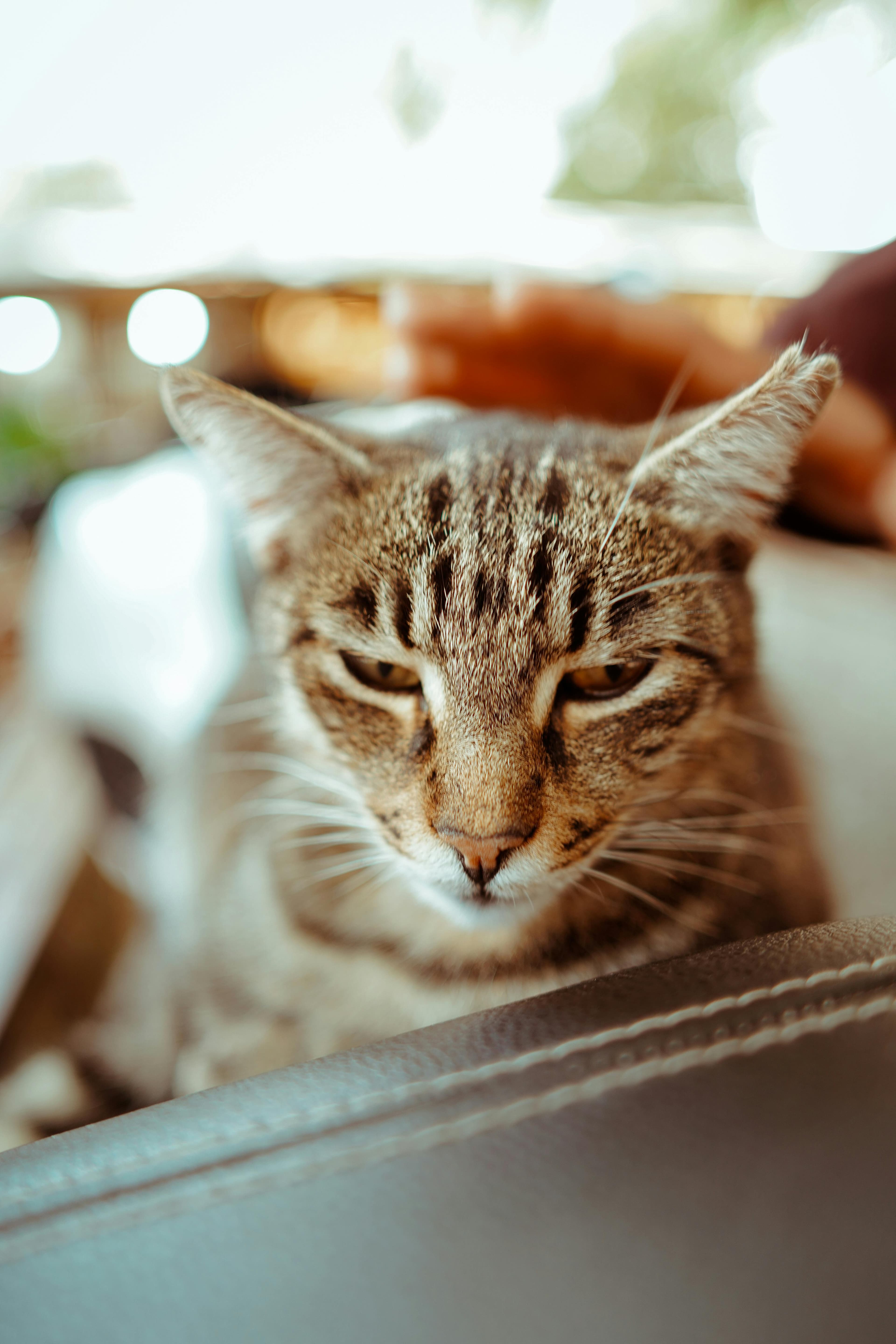 Catestant