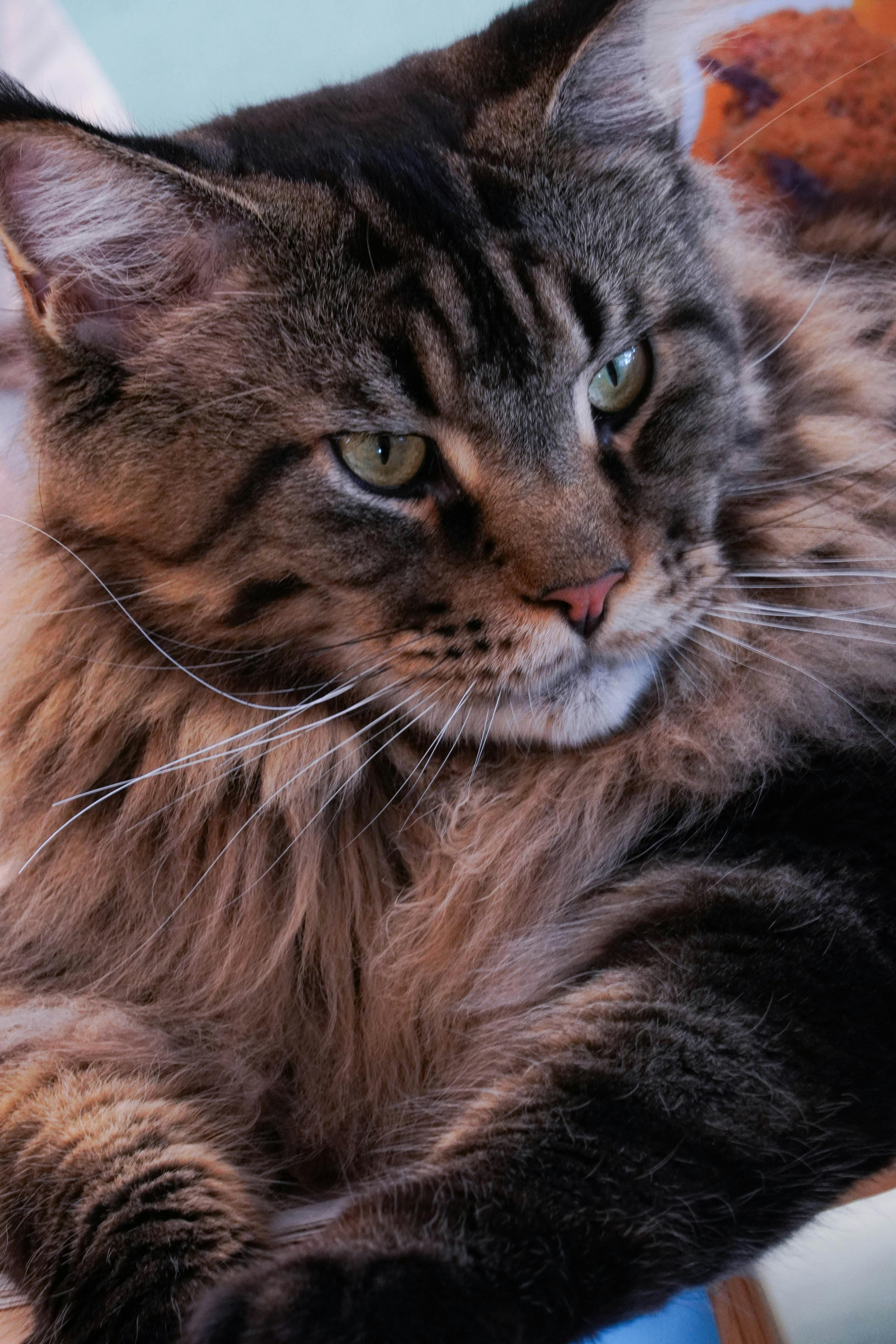 Catestant