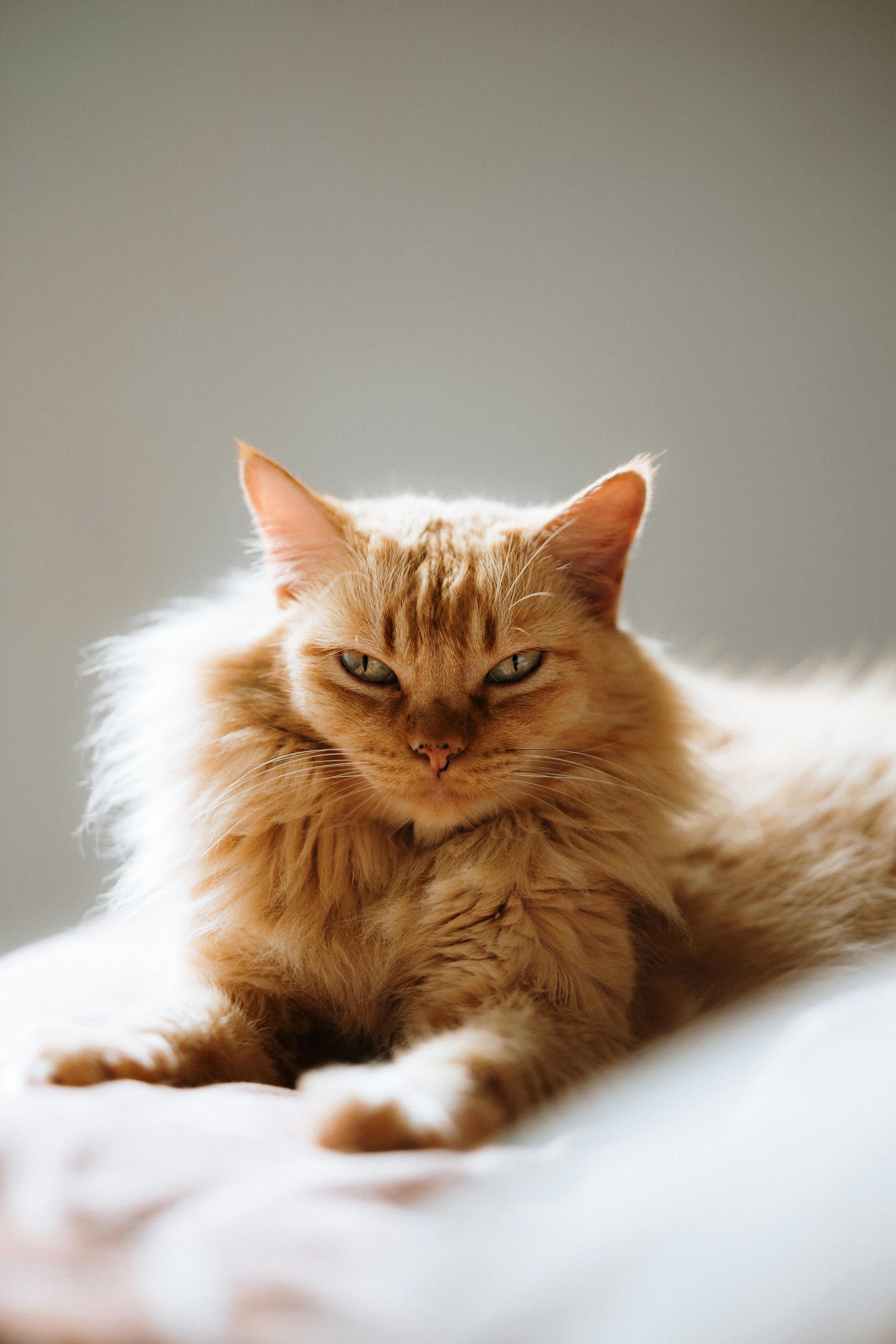 Catestant