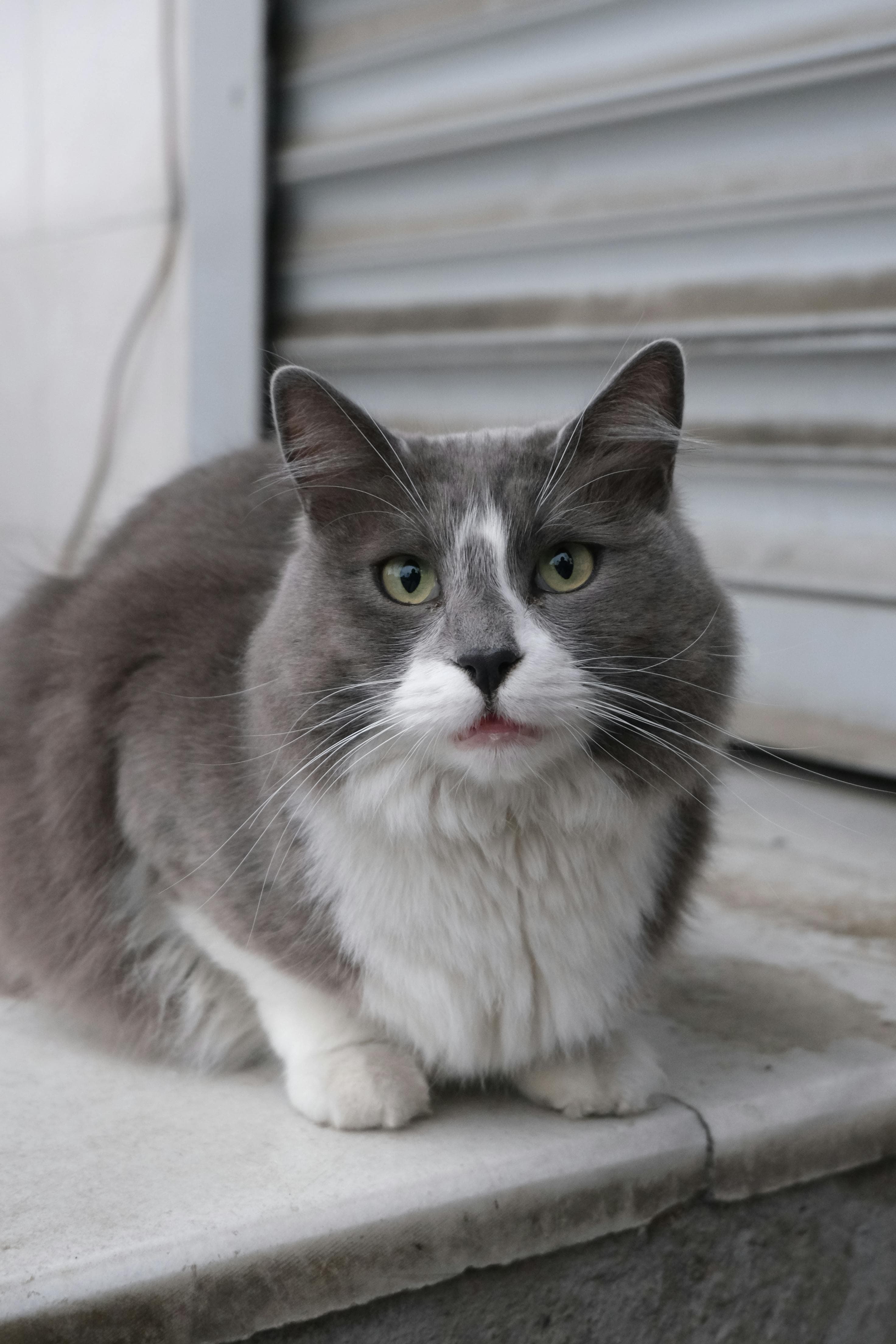 Catestant