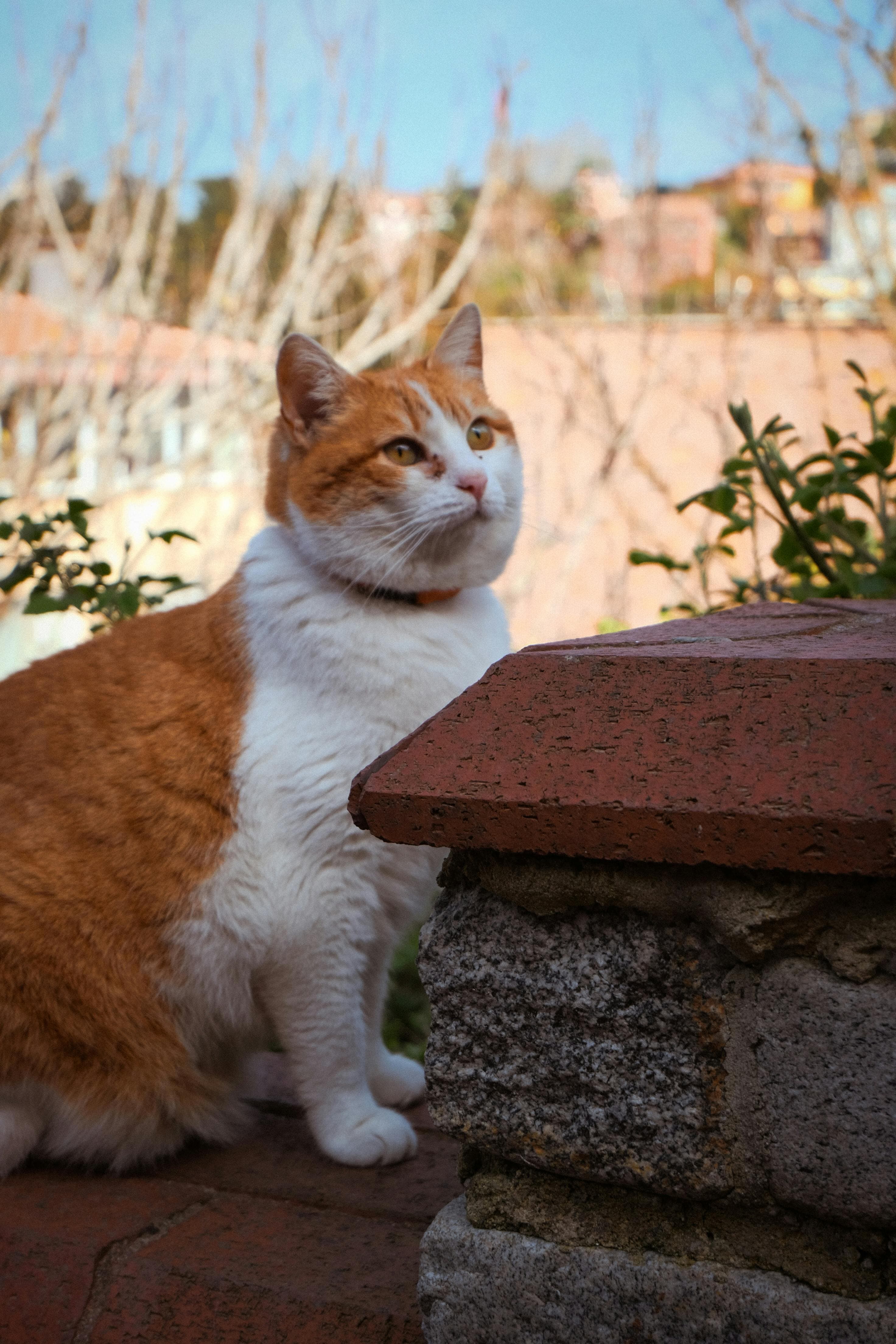 Catestant