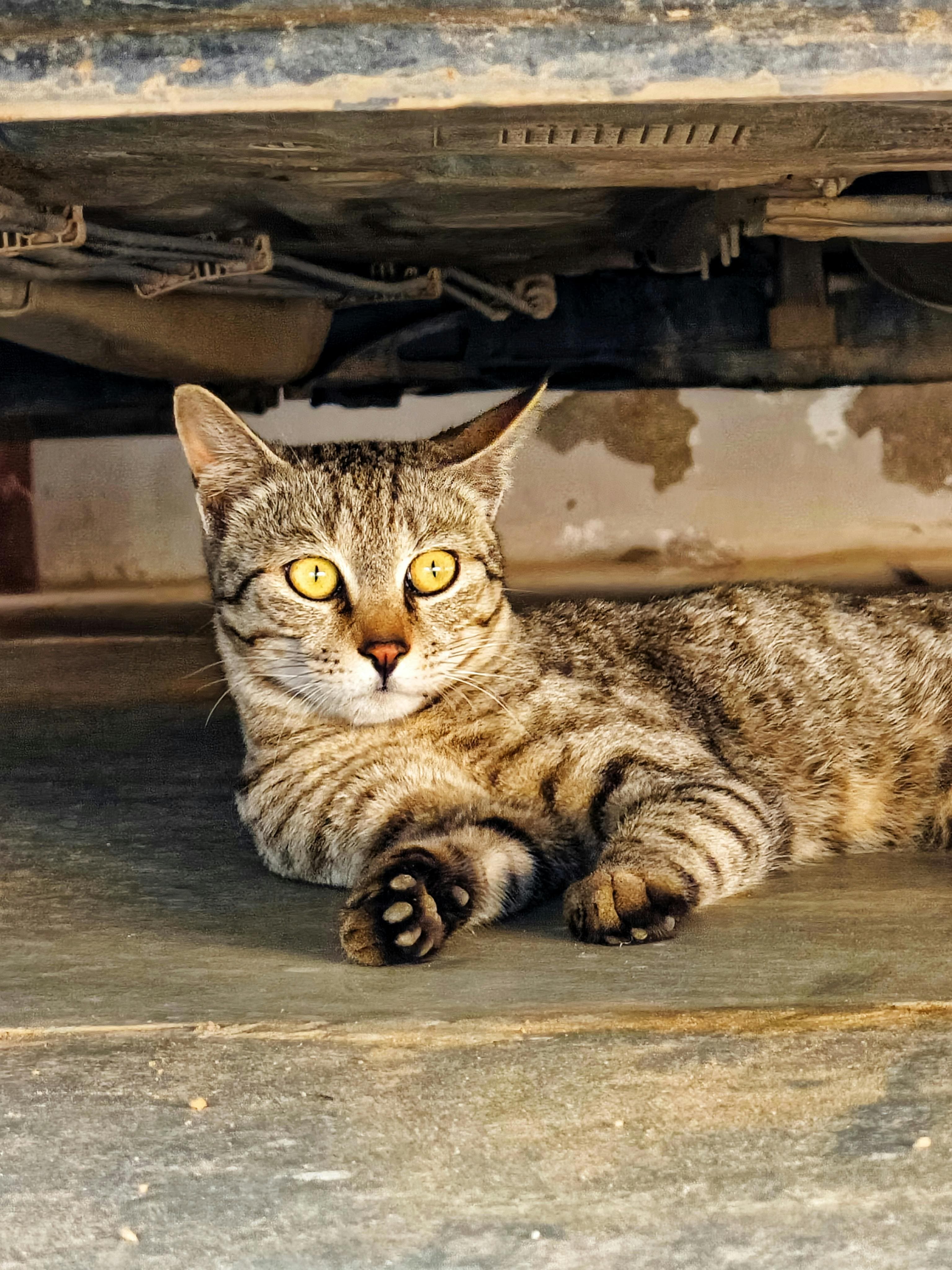 Catestant