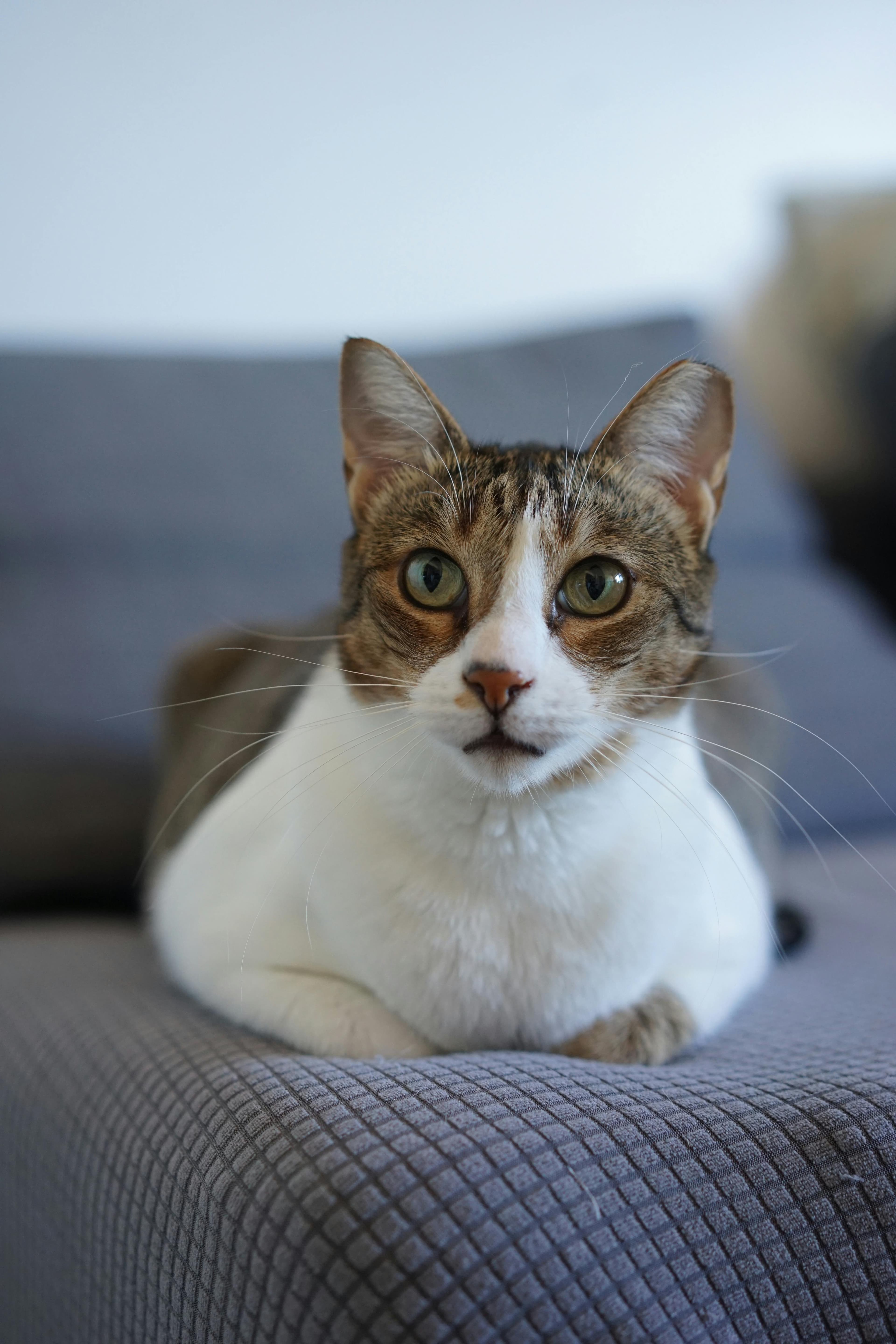 Catestant