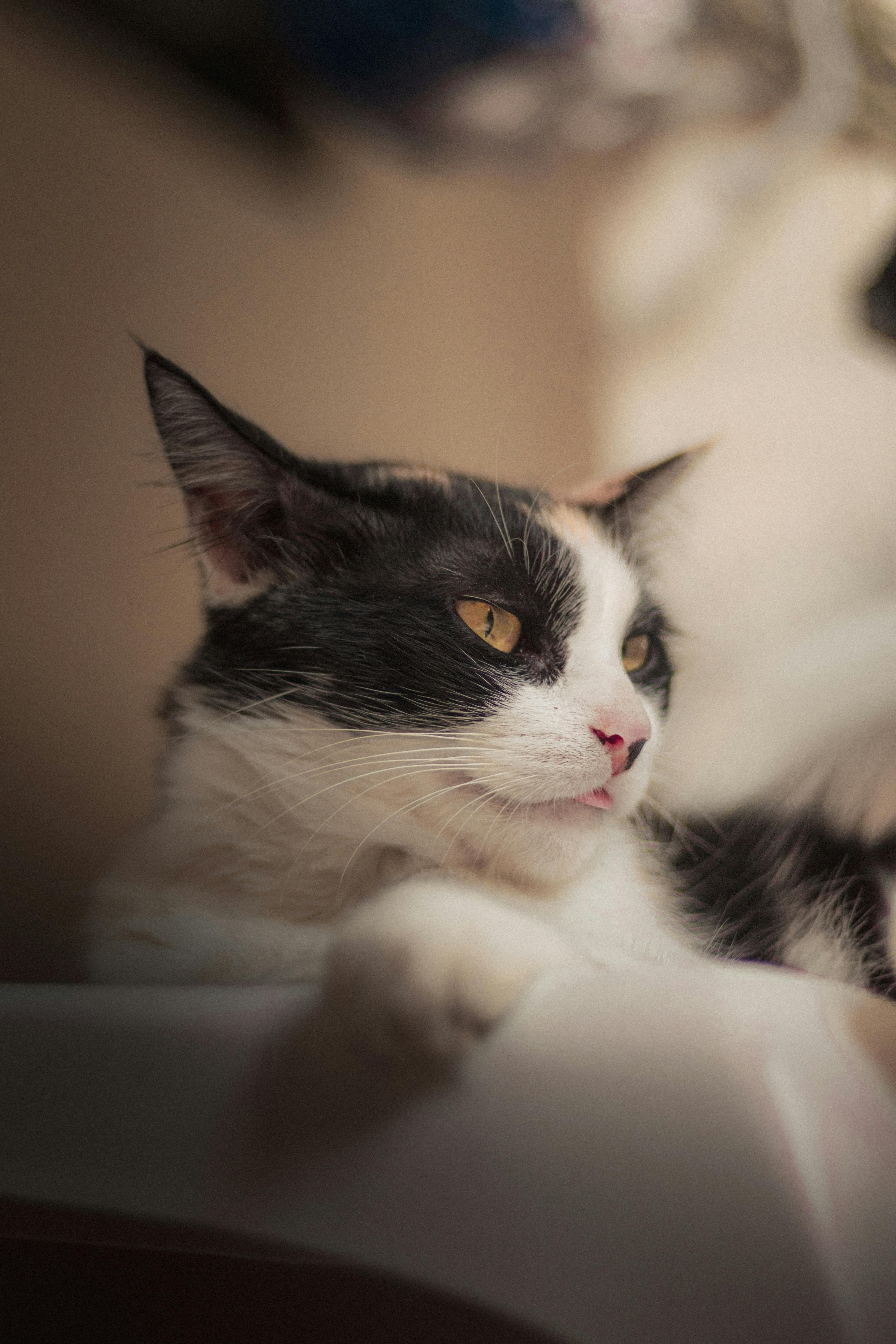 Catestant