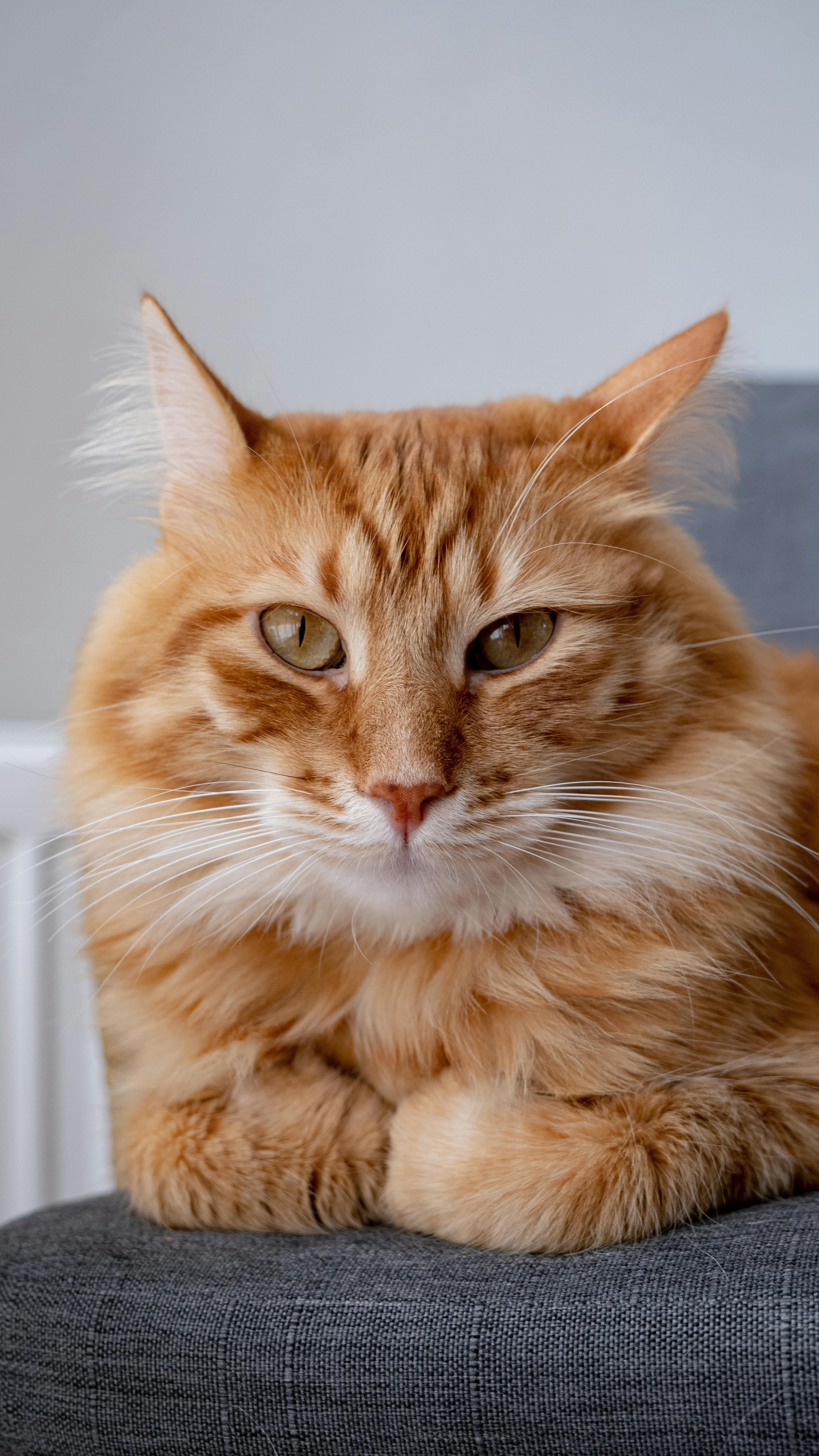 Catestant