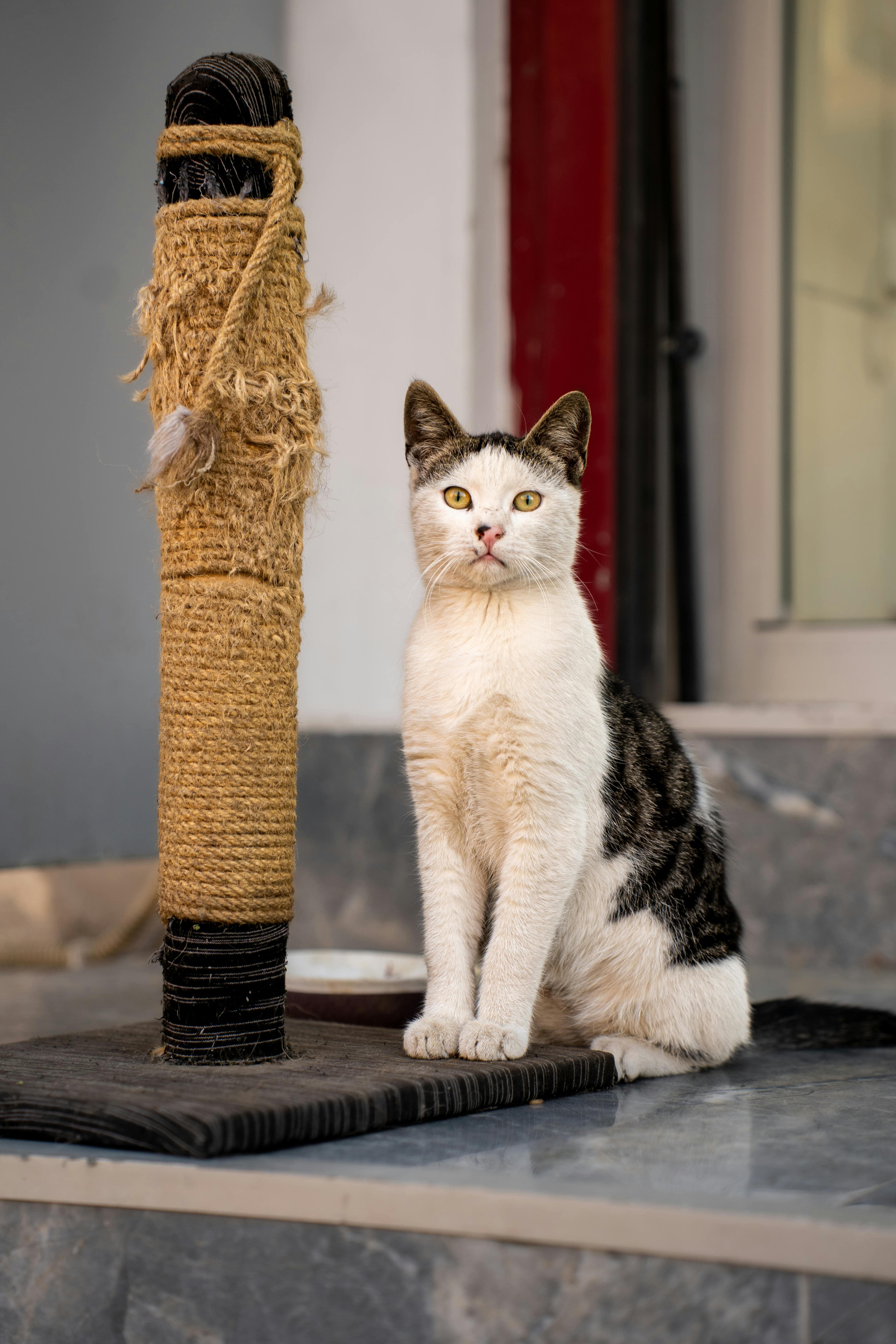Catestant