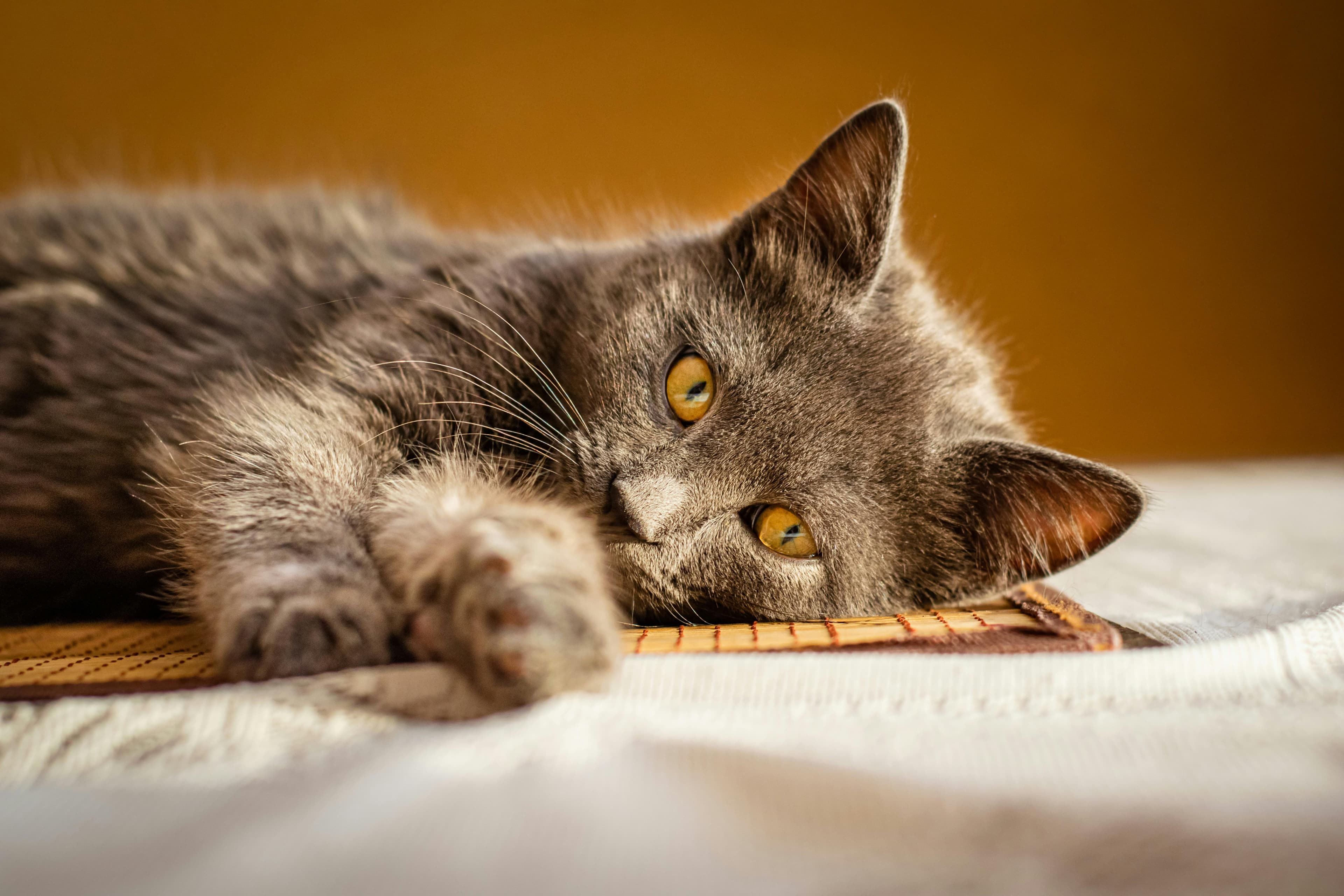 Catestant
