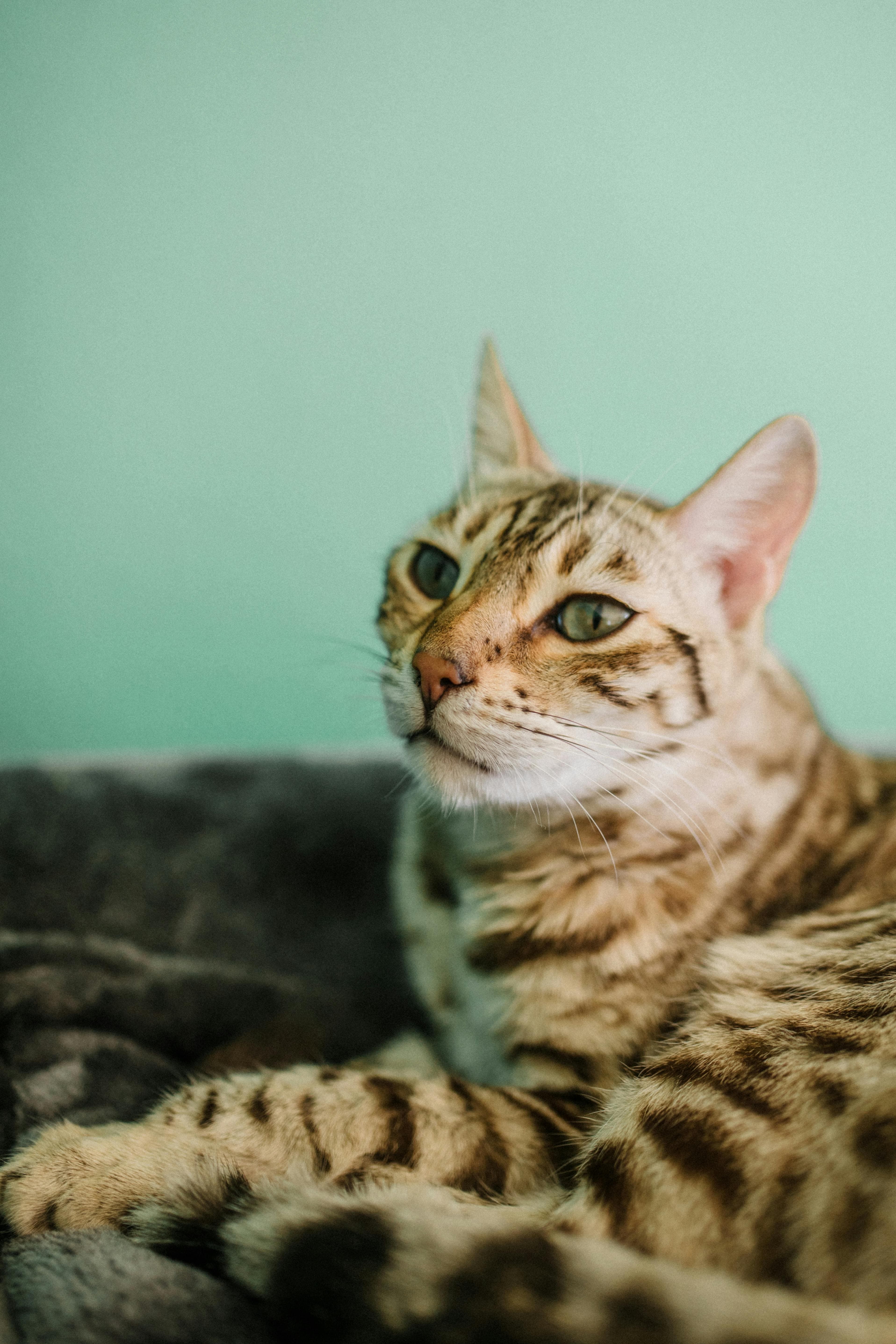 Catestant