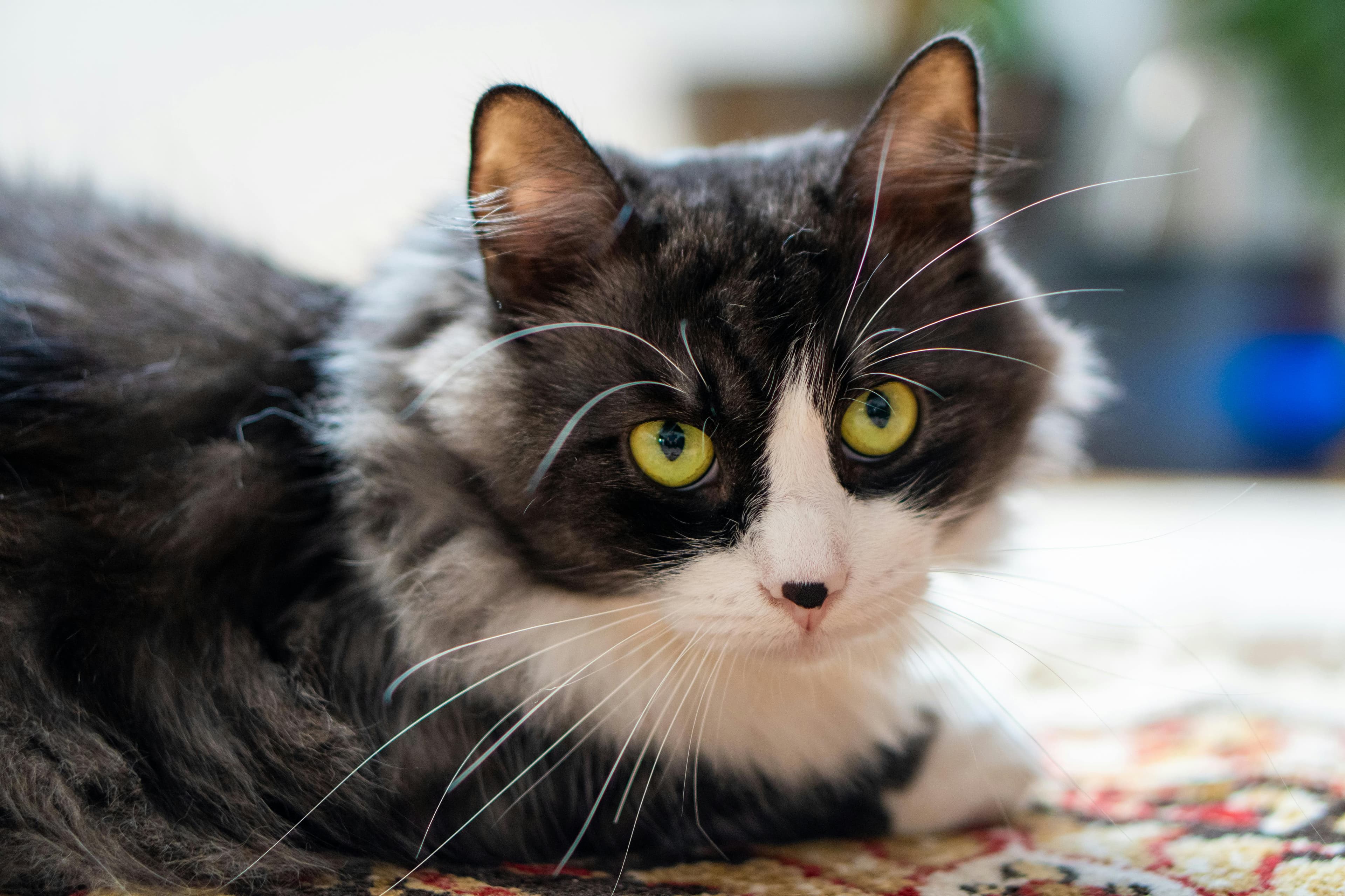 Catestant