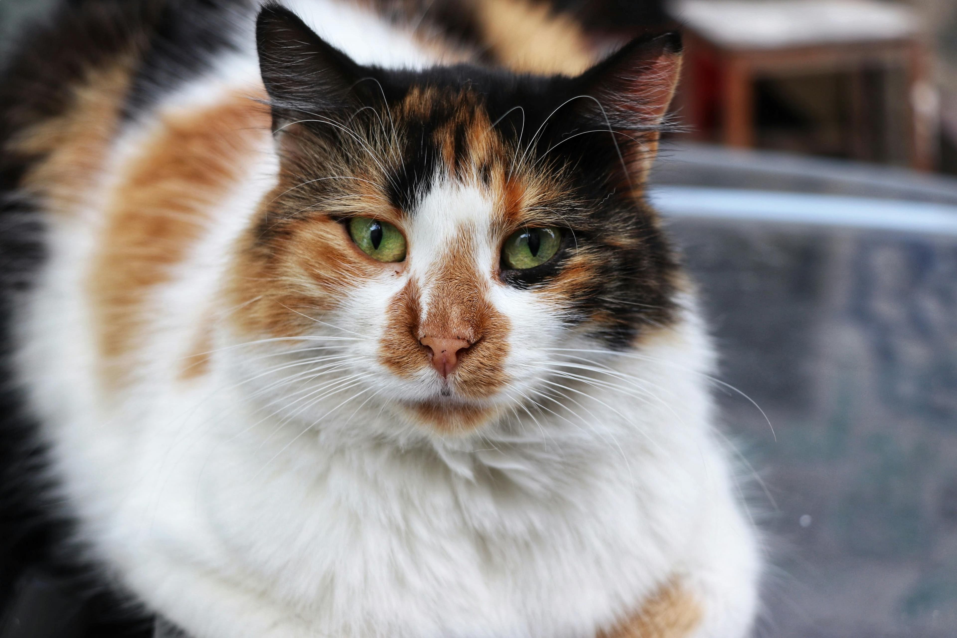 Catestant