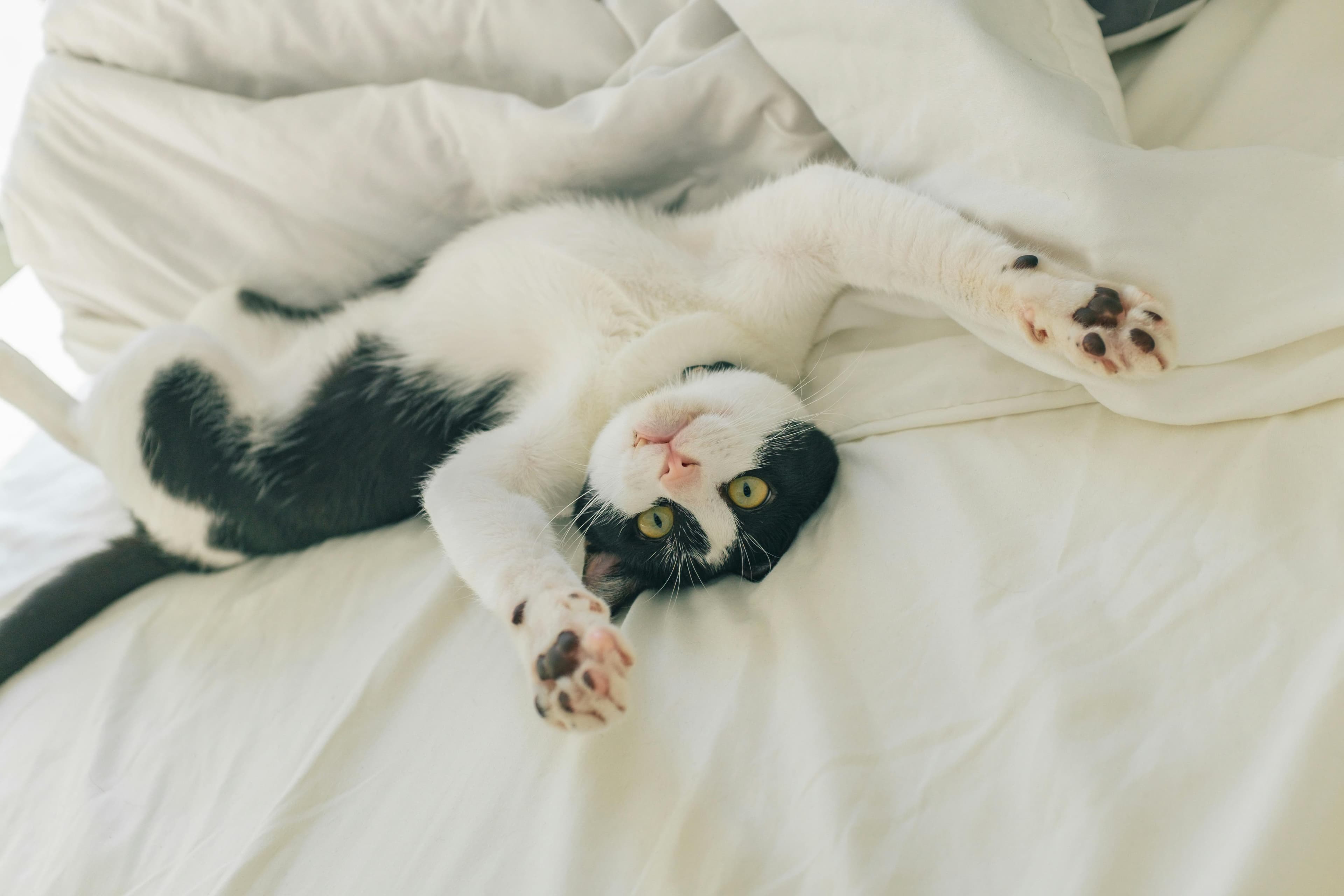 Catestant