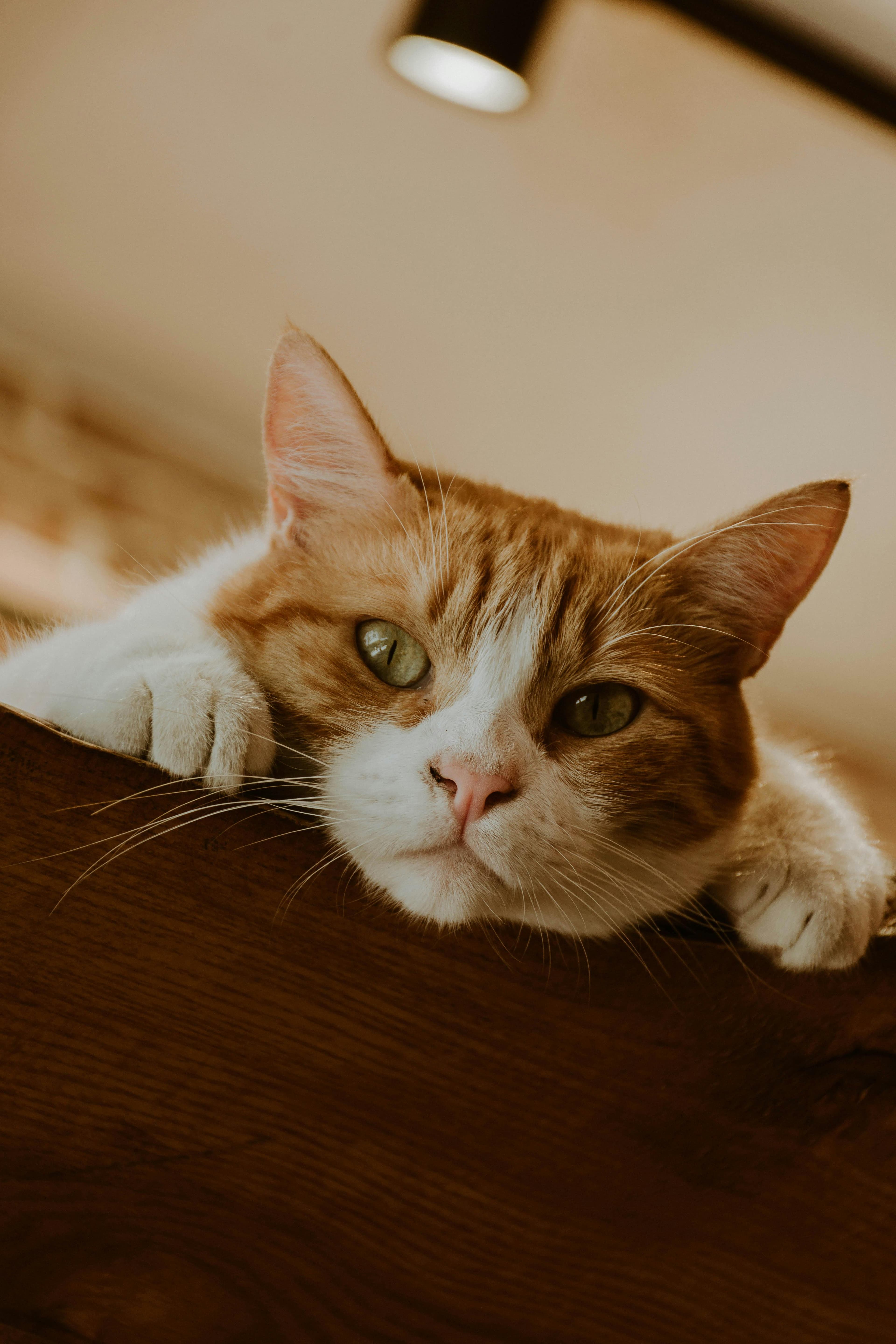 Catestant