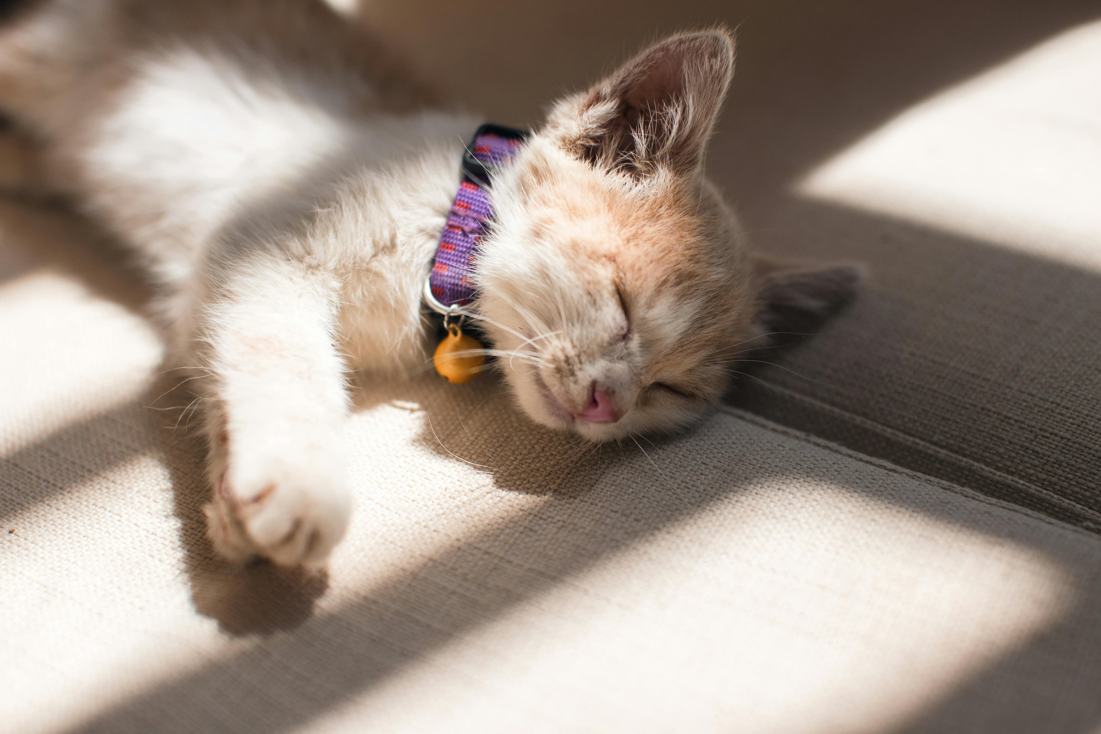 Catestant