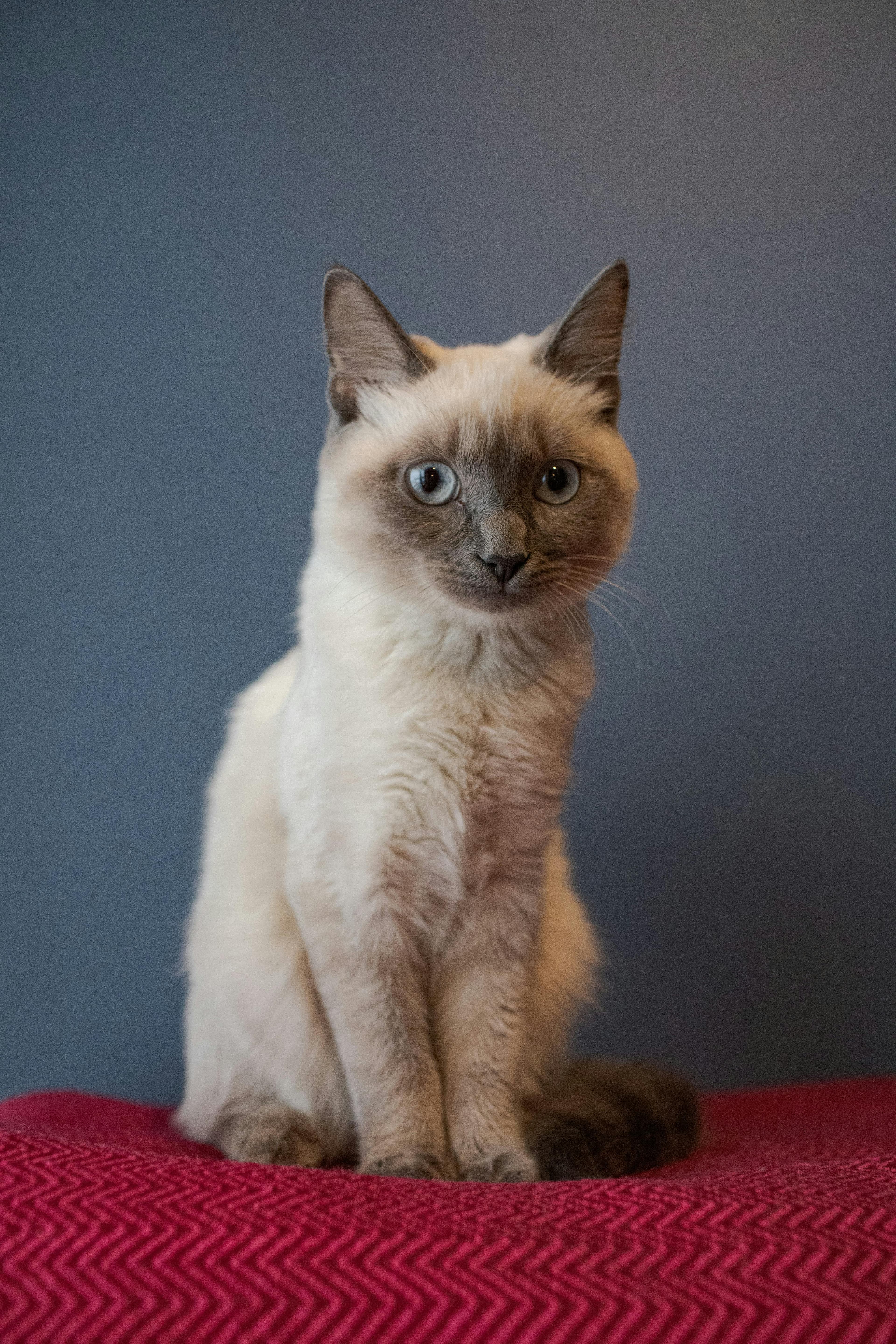 Catestant