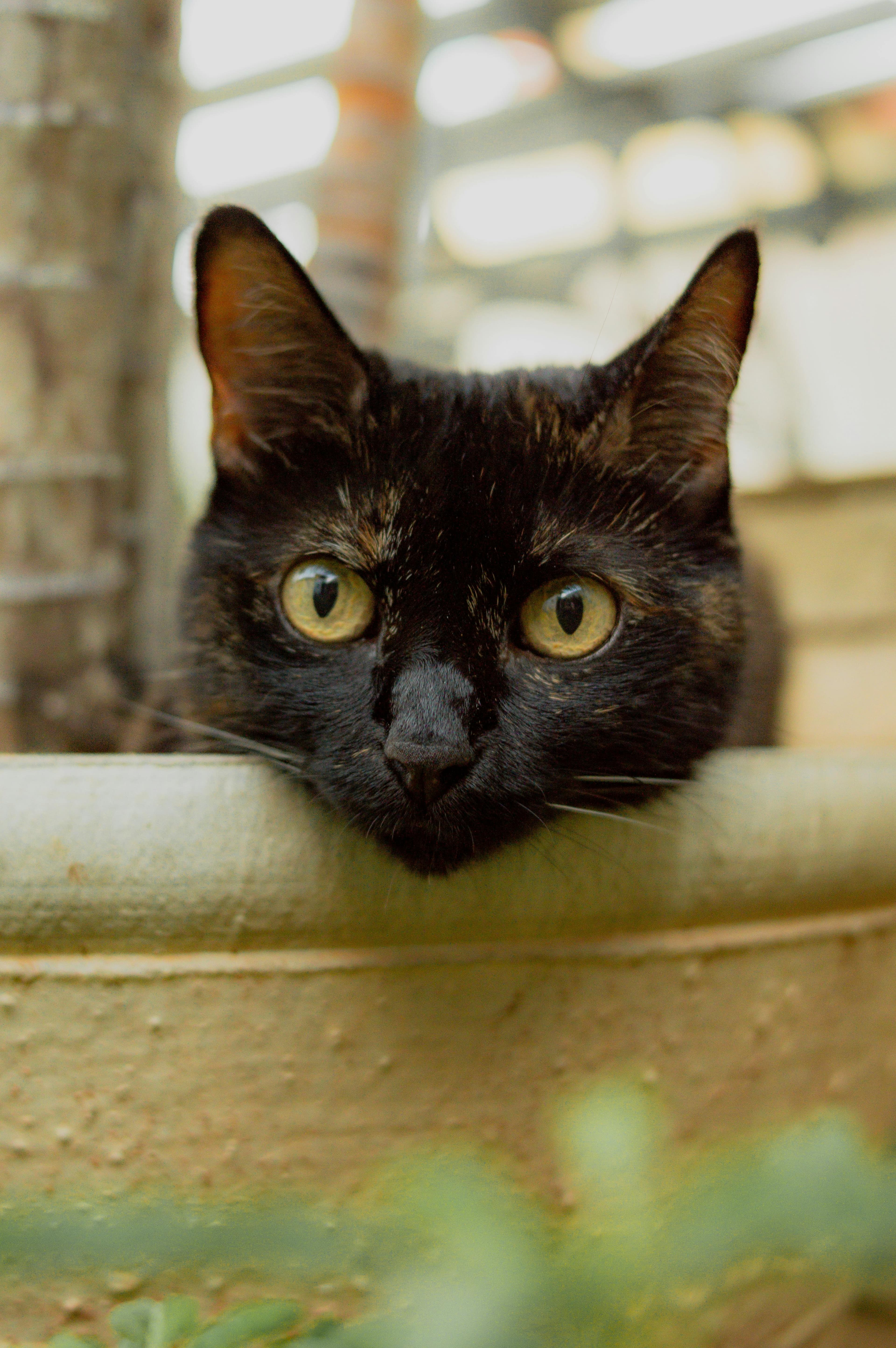 Catestant